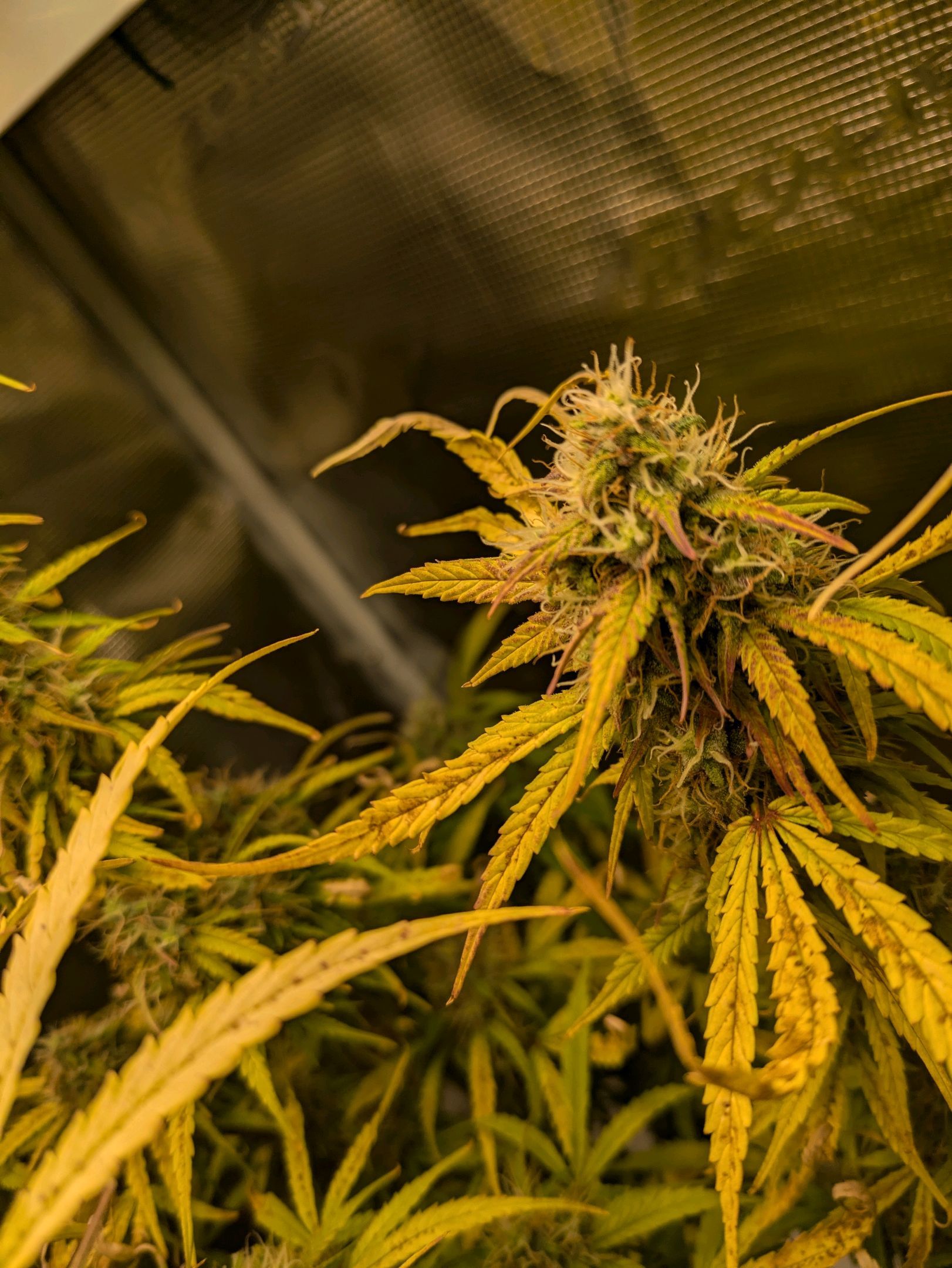 Sticky Orange XXL Automatic growlog photo 93