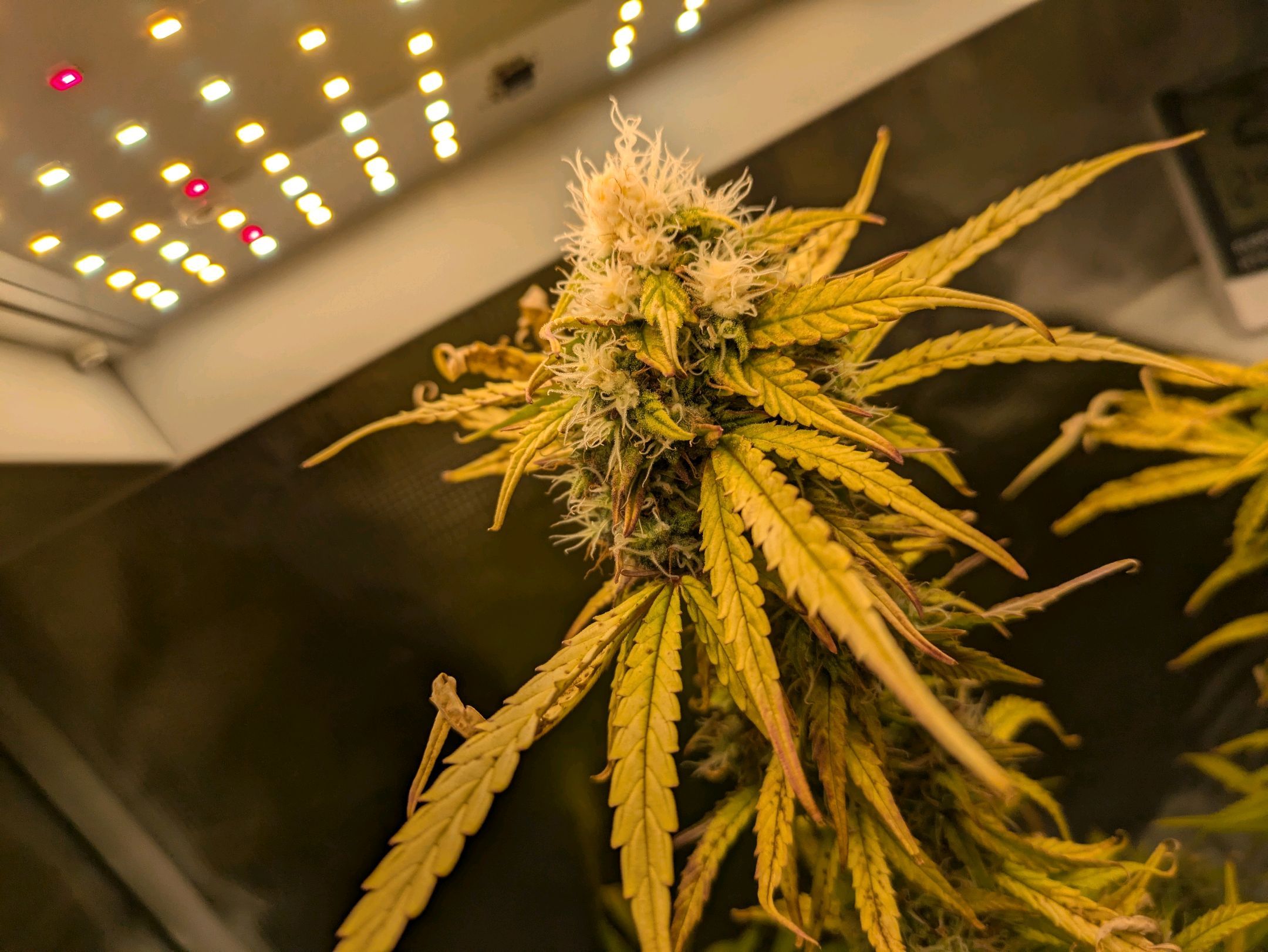 Sticky Orange XXL Automatic growlog photo 94