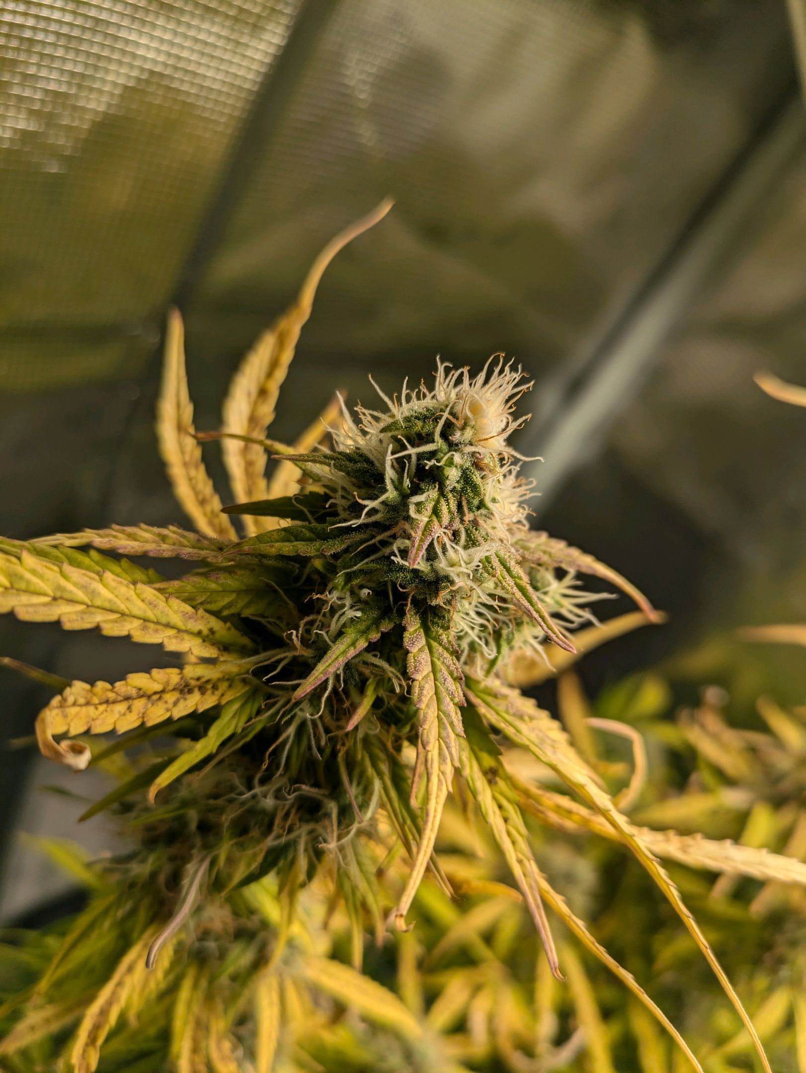 Sticky Orange XXL Automatic growlog photo 96