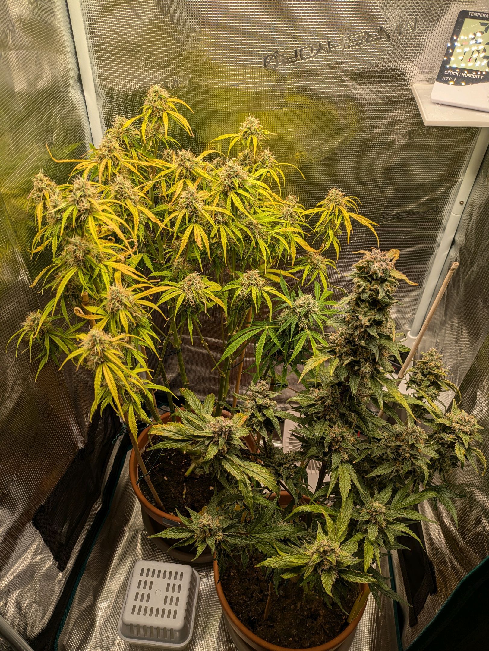 Sticky Orange XXL Automatic growlog photo 95