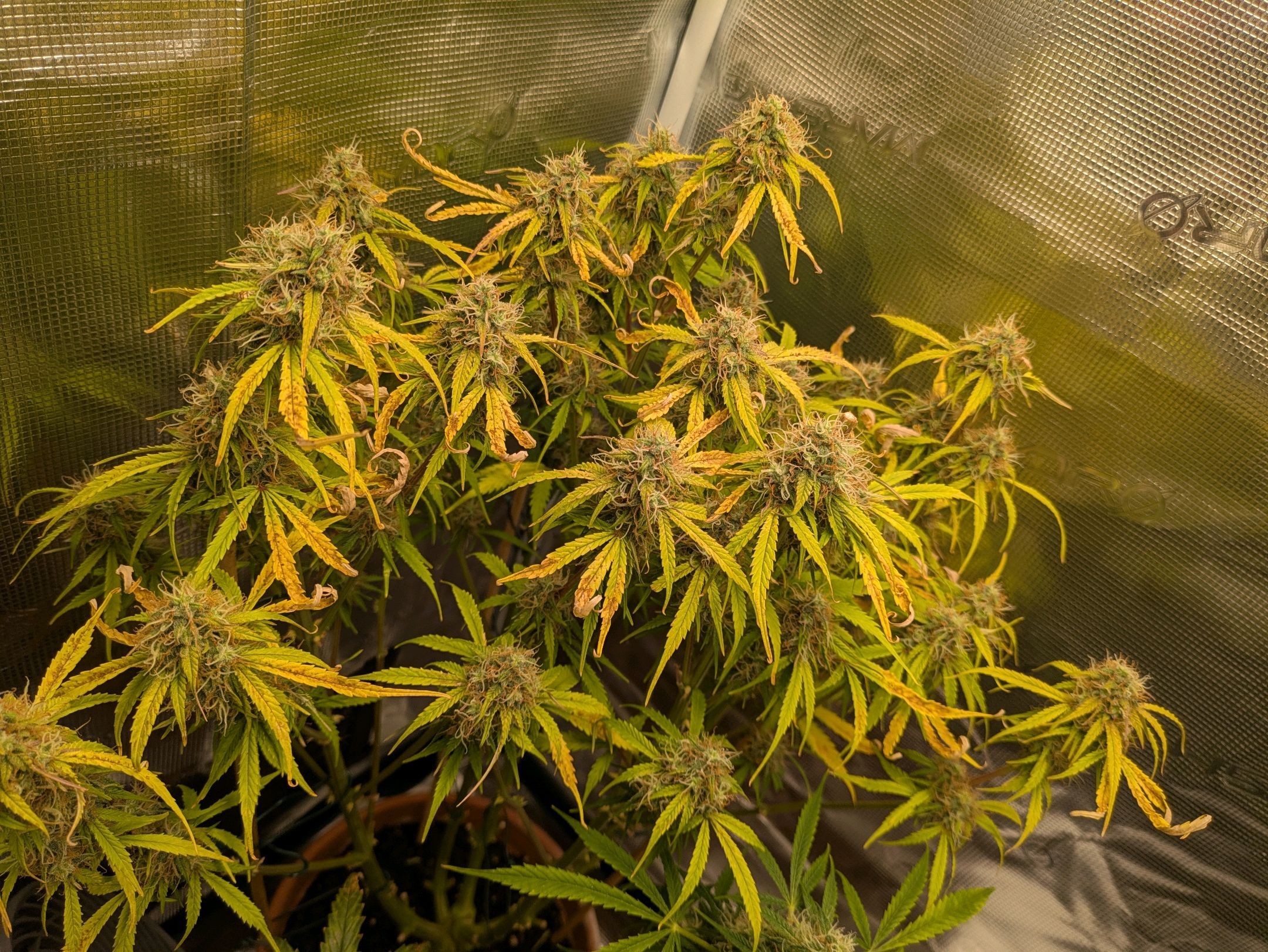 Sticky Orange XXL Automatic growlog photo 97