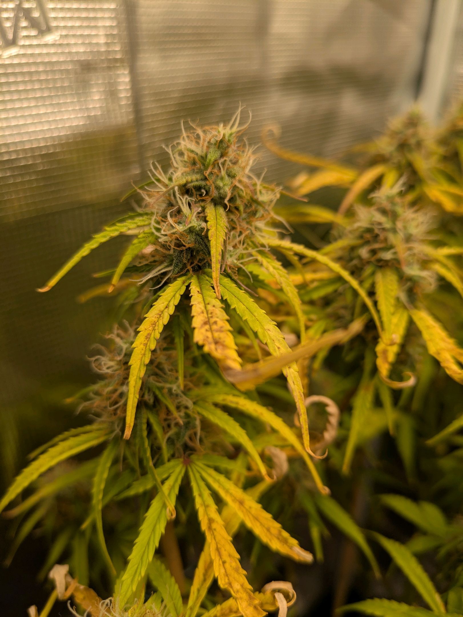 Sticky Orange XXL Automatic growlog photo 98