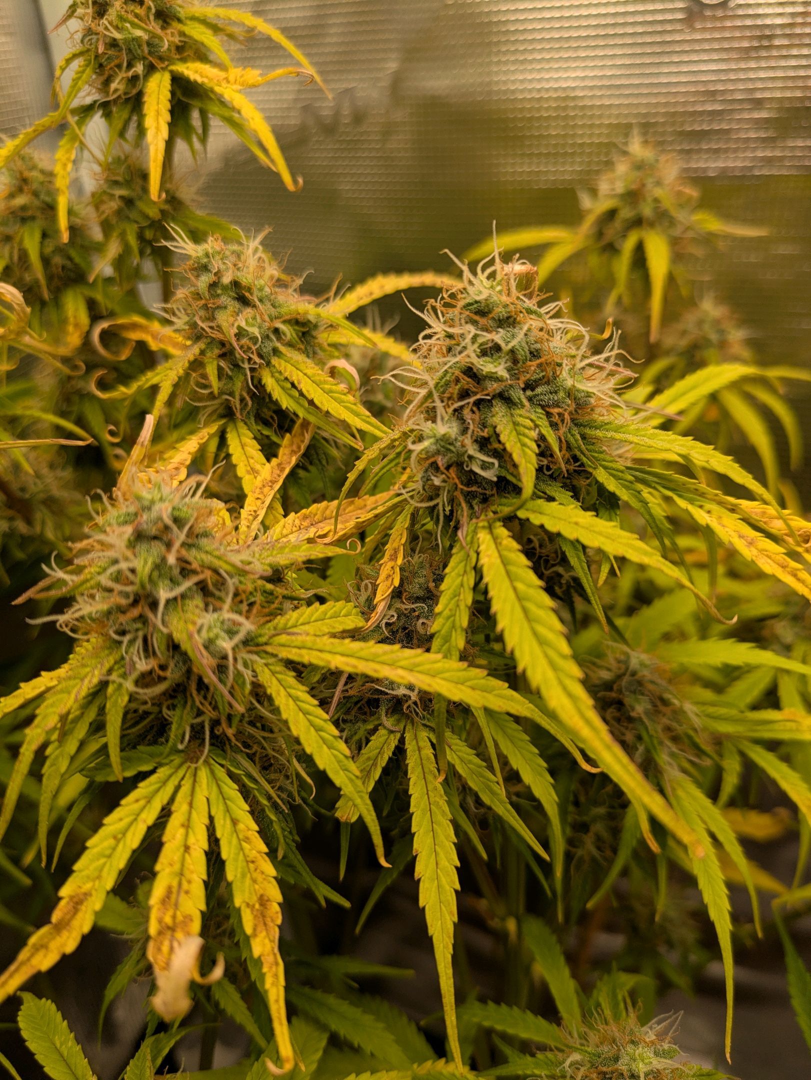 Sticky Orange XXL Automatic growlog photo 99