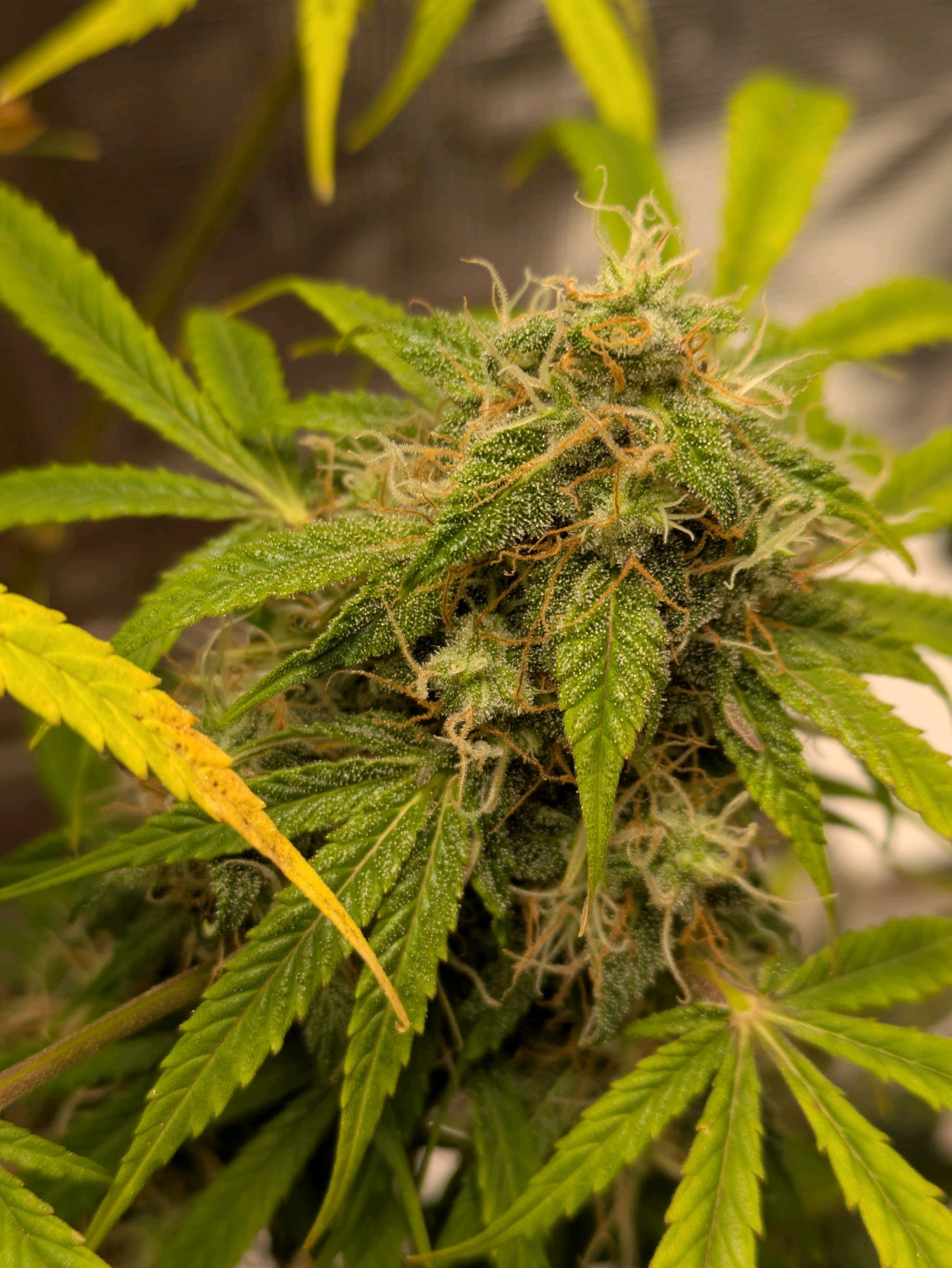 Sticky Orange XXL Automatic growlog photo 100