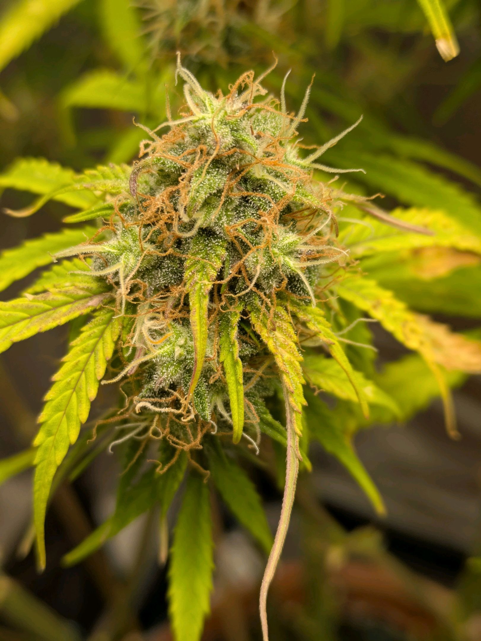 Sticky Orange XXL Automatic growlog photo 101