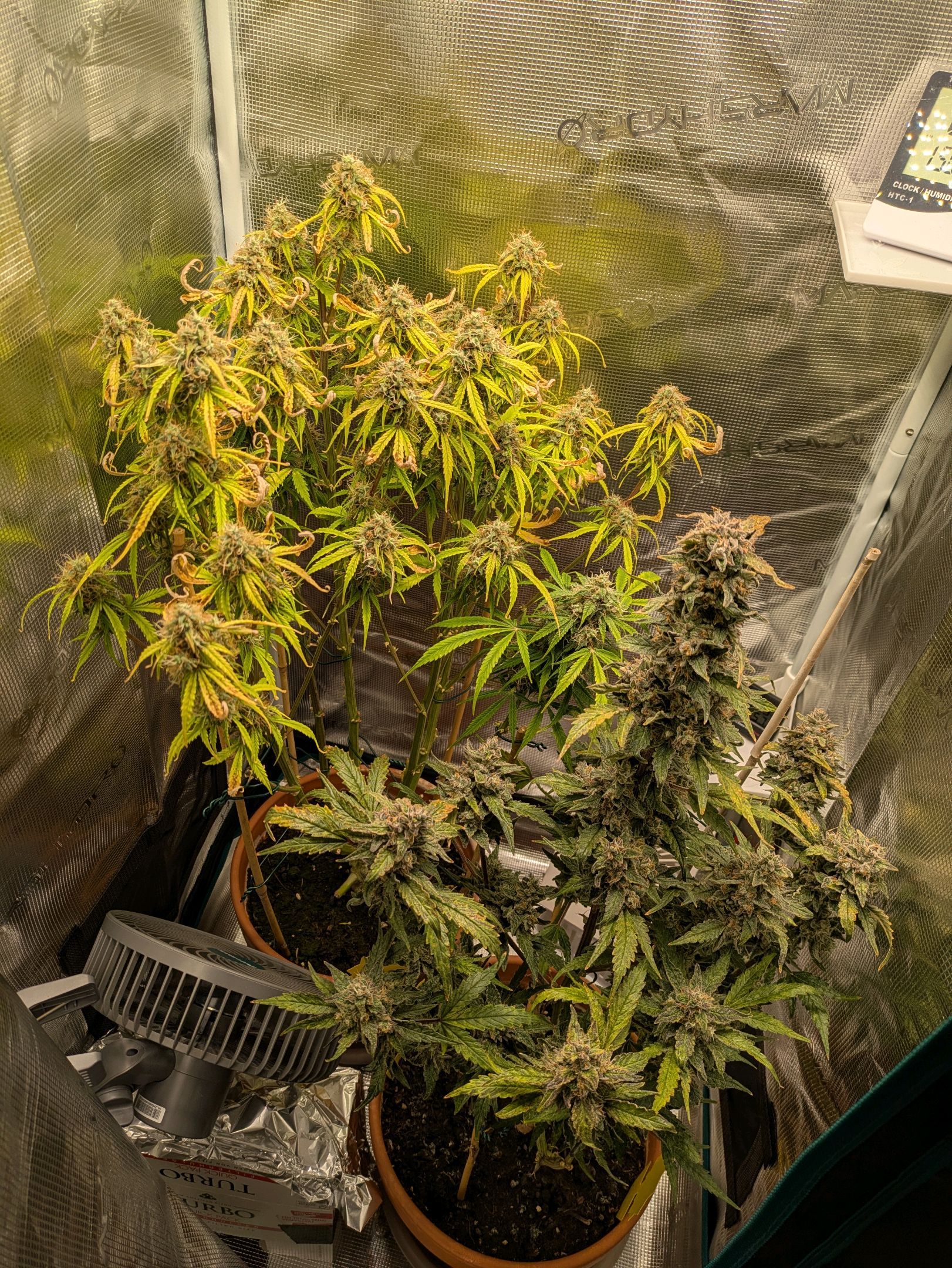 Sticky Orange XXL Automatic growlog photo 102