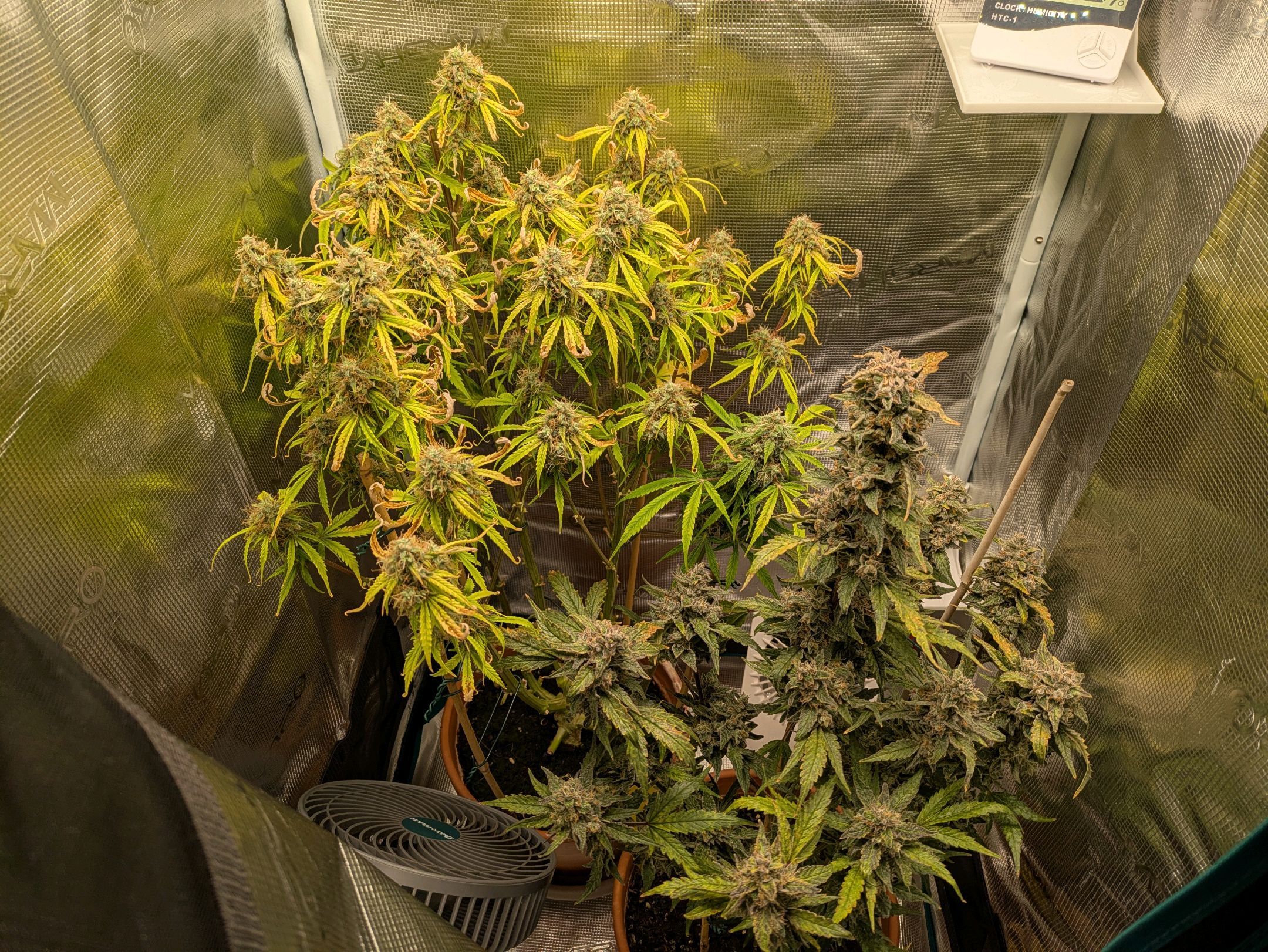 Sticky Orange XXL Automatic growlog photo 104