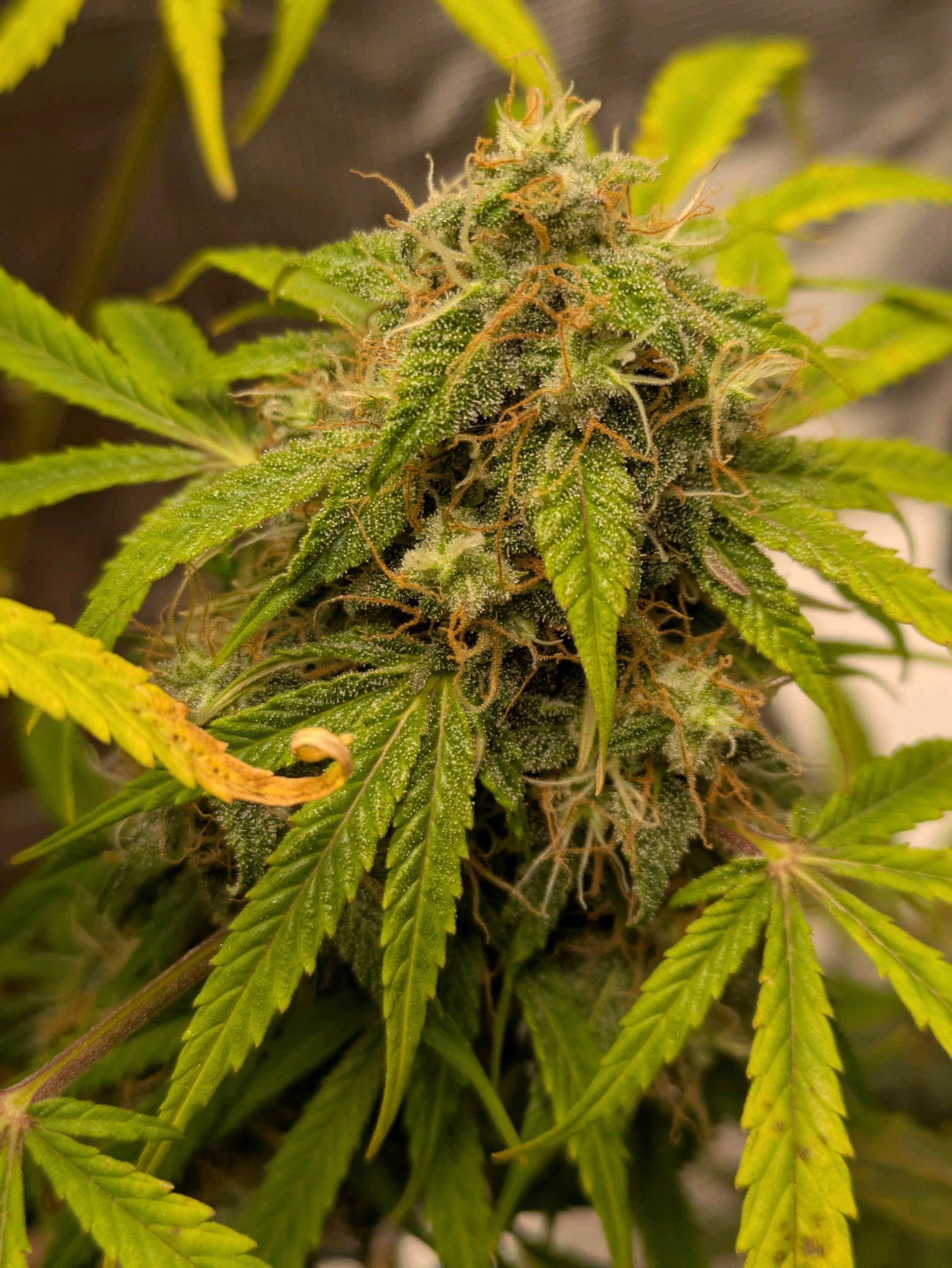 Sticky Orange XXL Automatic growlog photo 103