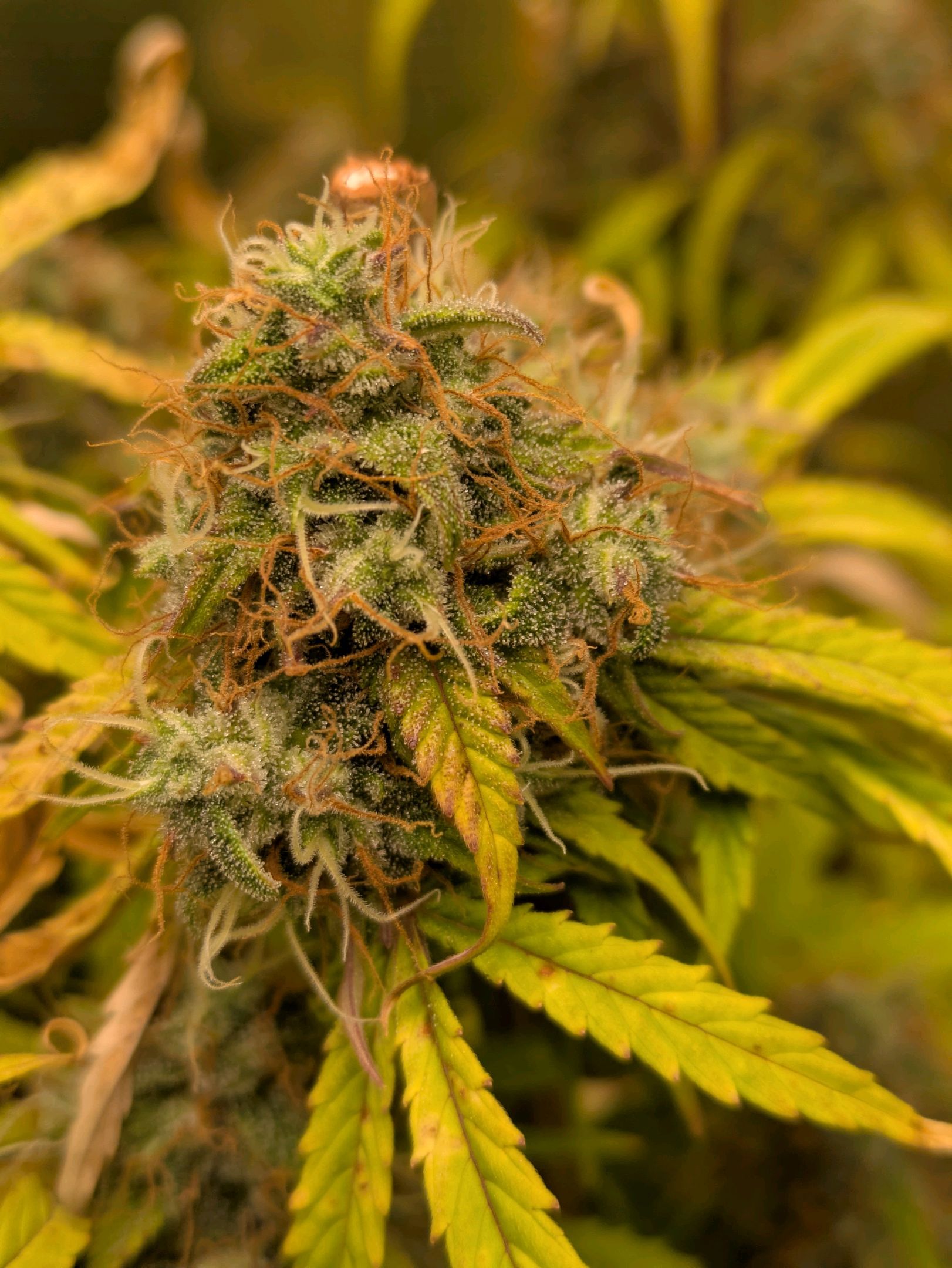 Sticky Orange XXL Automatic growlog photo 105