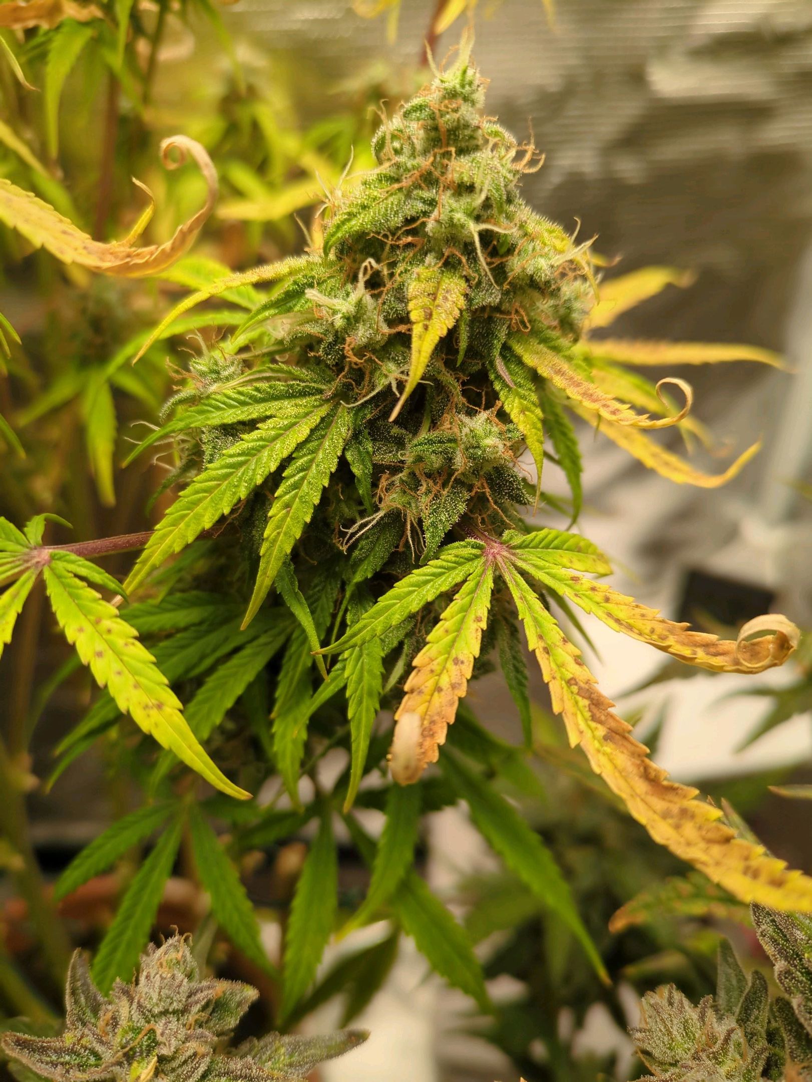 Sticky Orange XXL Automatic growlog photo 106