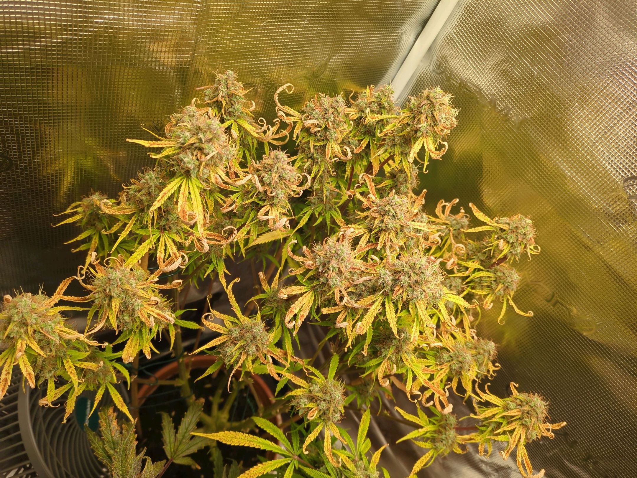 Sticky Orange XXL Automatic growlog photo 107