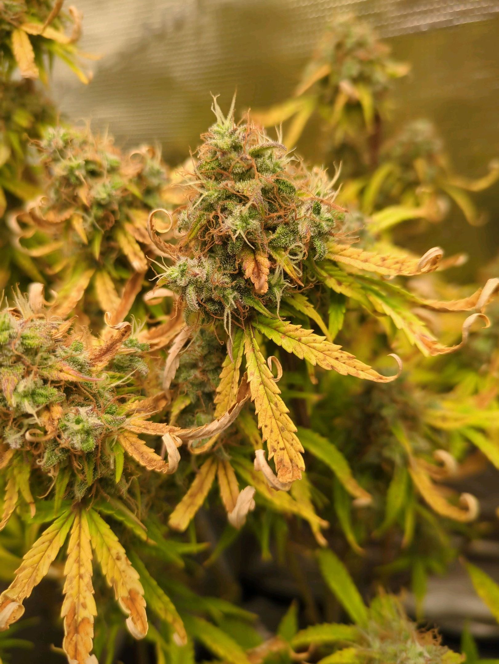 Sticky Orange XXL Automatic growlog photo 108