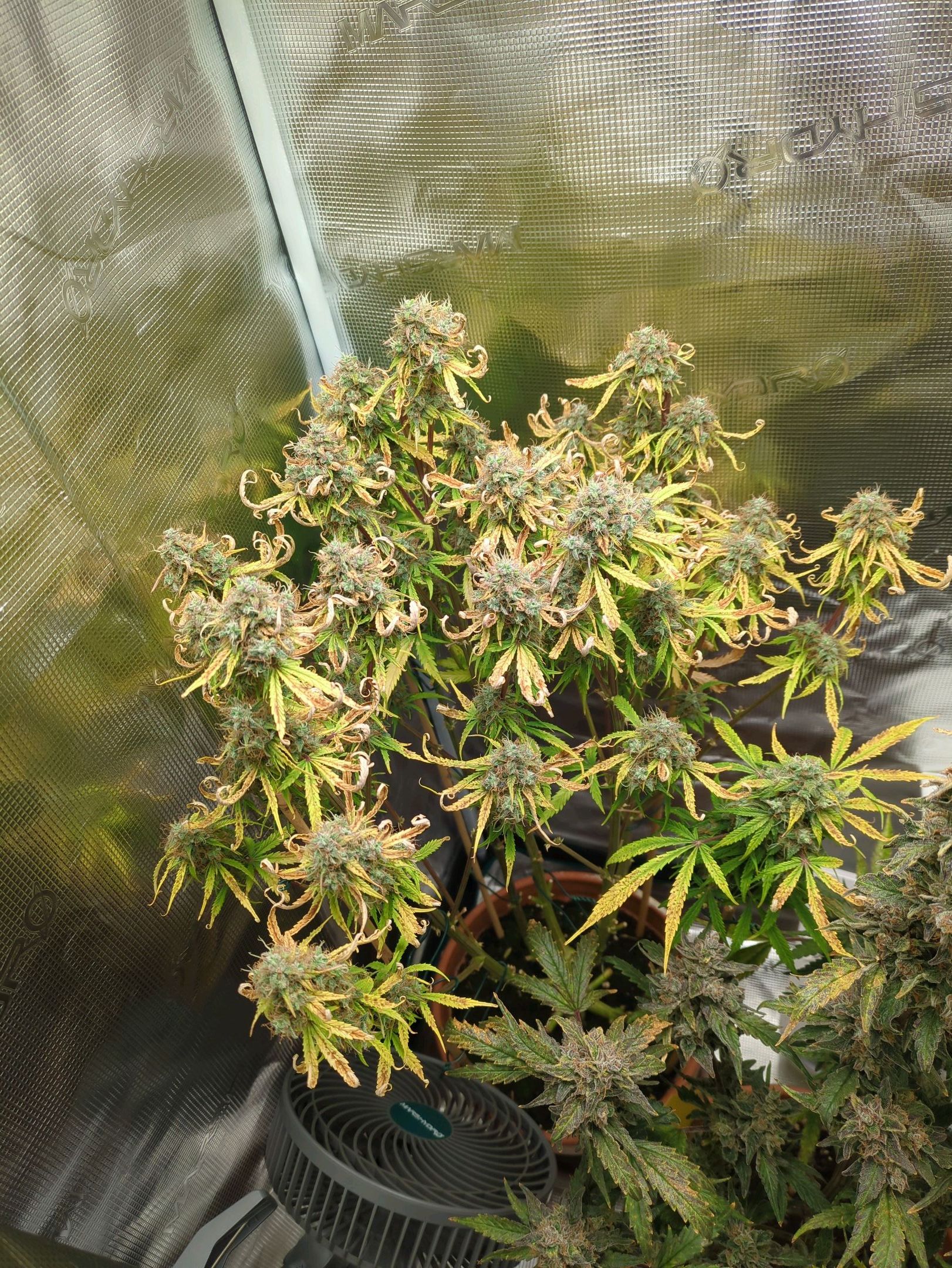 Sticky Orange XXL Automatic growlog photo 109