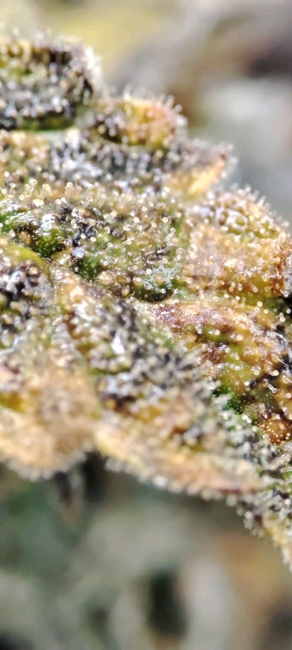 Sticky Orange XXL Automatic growlog photo 110