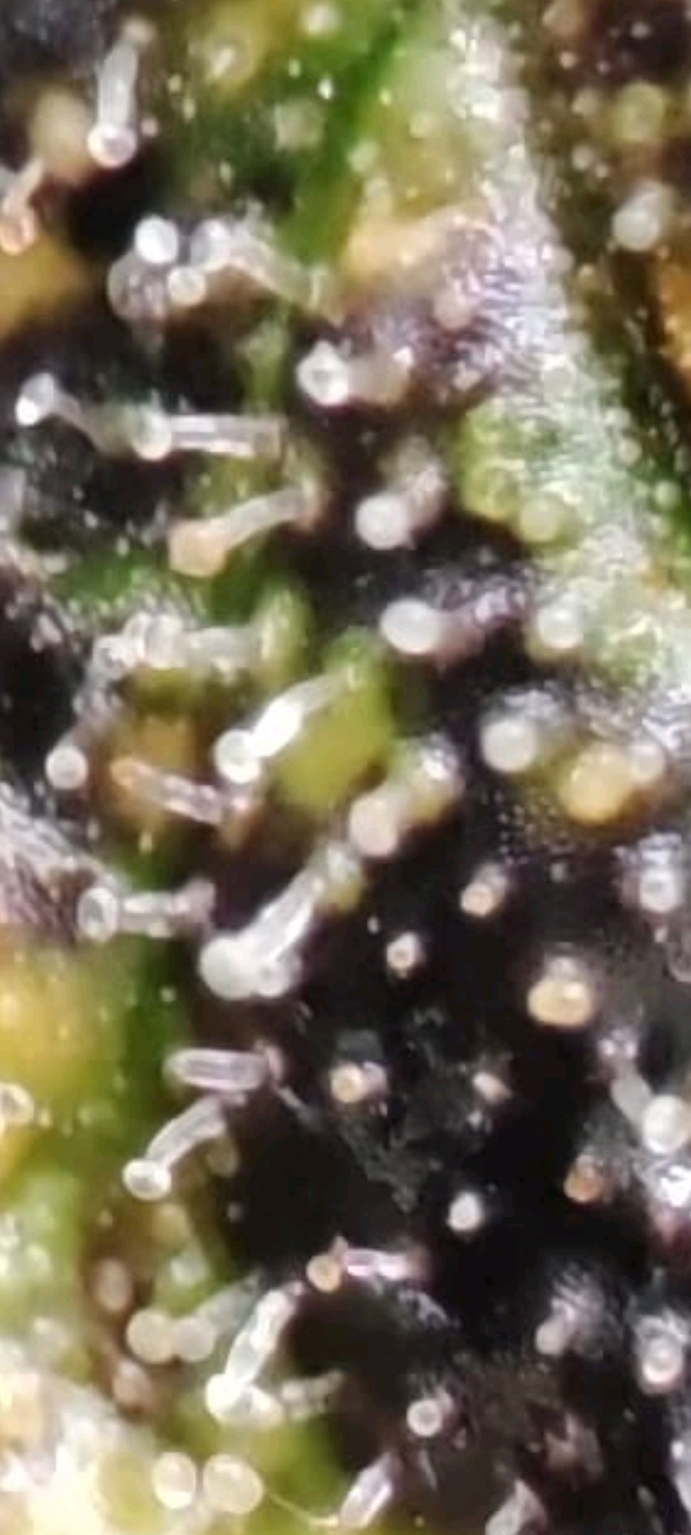 Sticky Orange XXL Automatic growlog photo 111