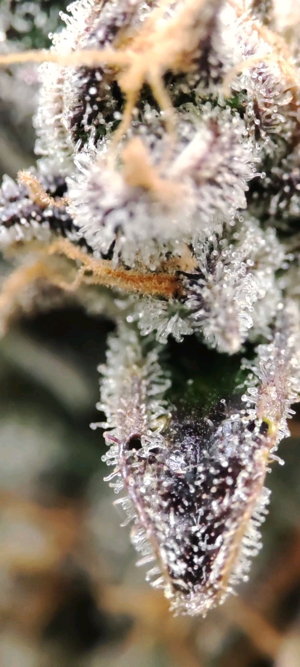 Sticky Orange XXL Automatic growlog photo 113