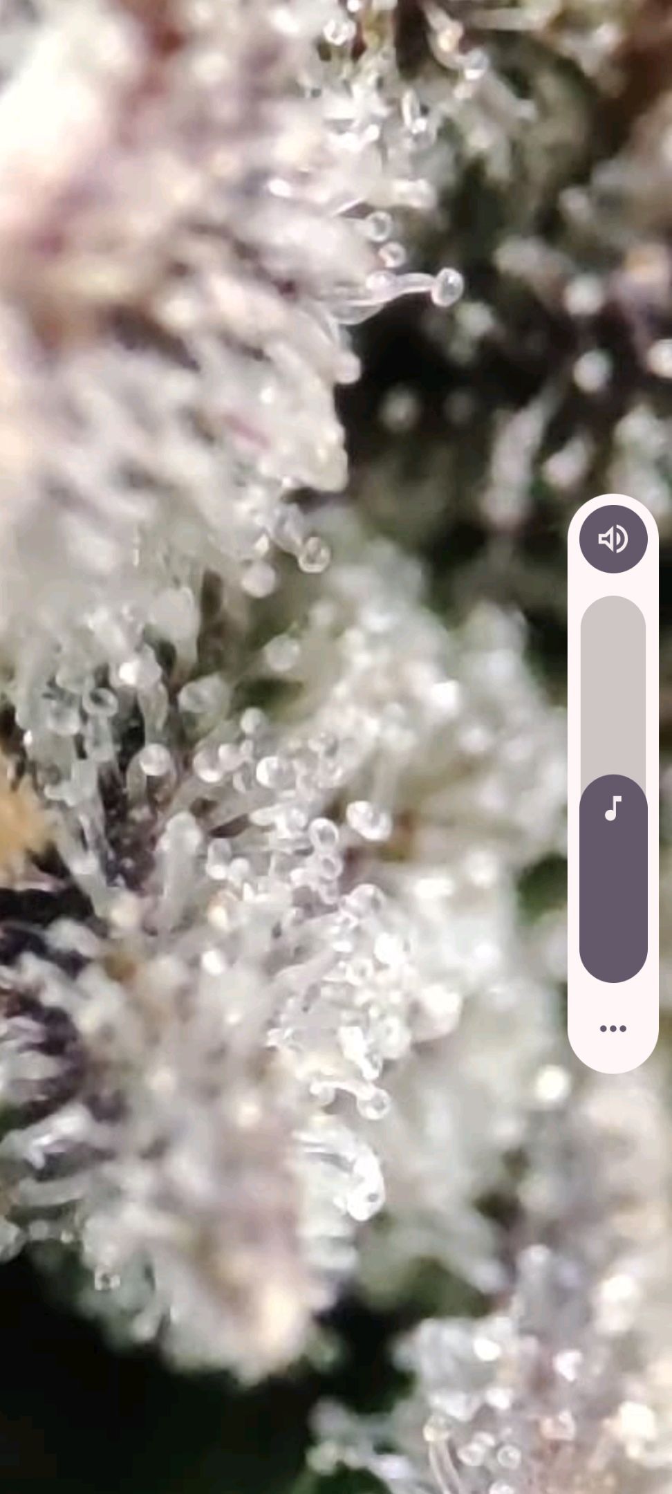 Sticky Orange XXL Automatic growlog photo 116