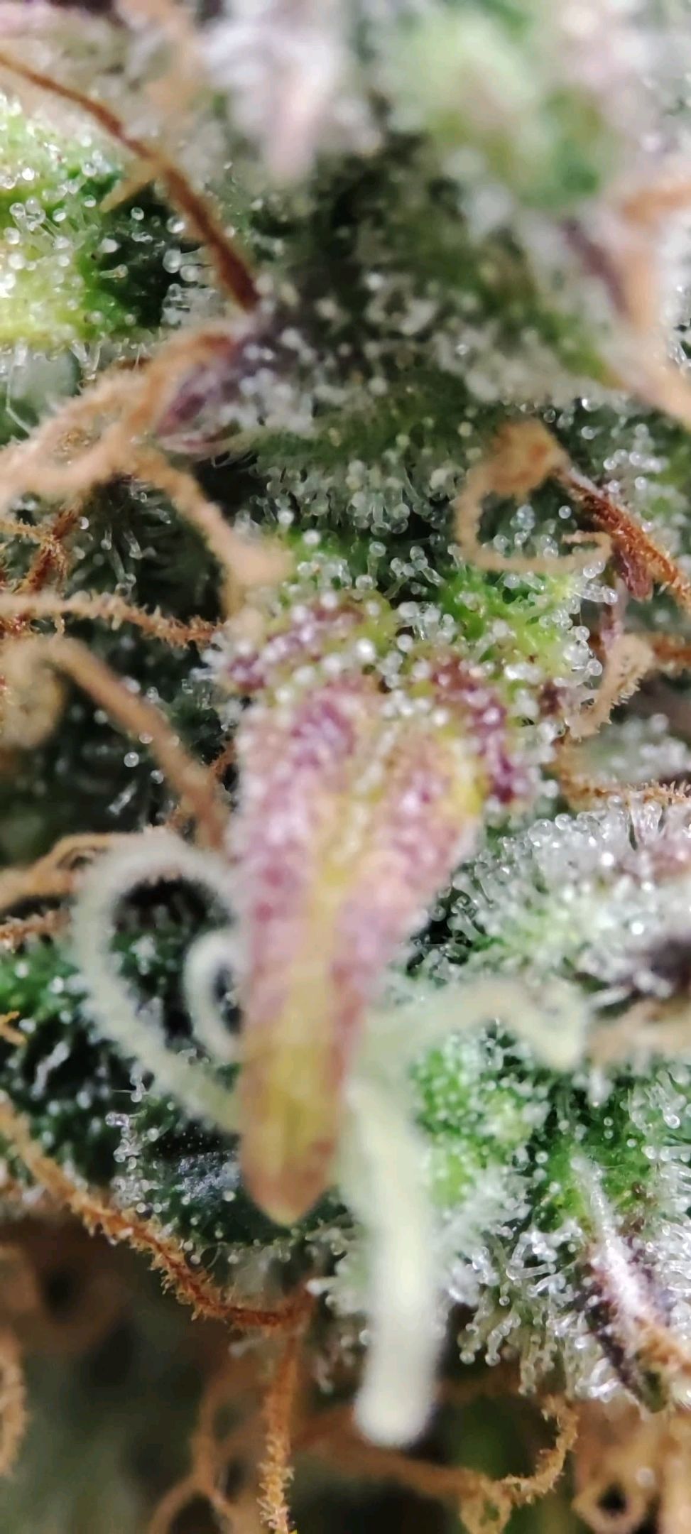 Sticky Orange XXL Automatic growlog photo 117