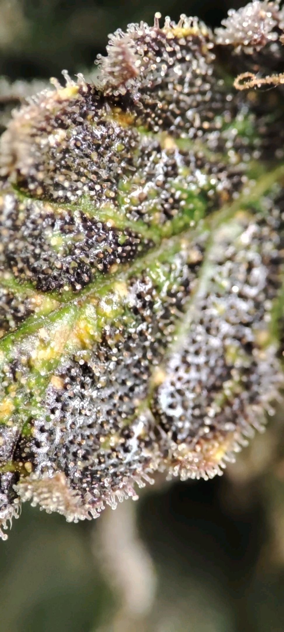 Sticky Orange XXL Automatic growlog photo 118