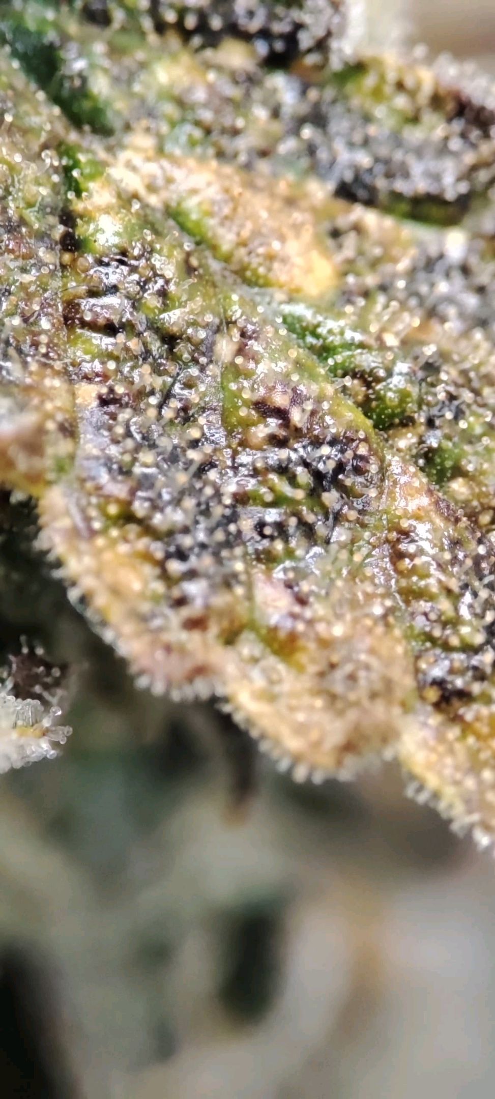 Sticky Orange XXL Automatic growlog photo 119