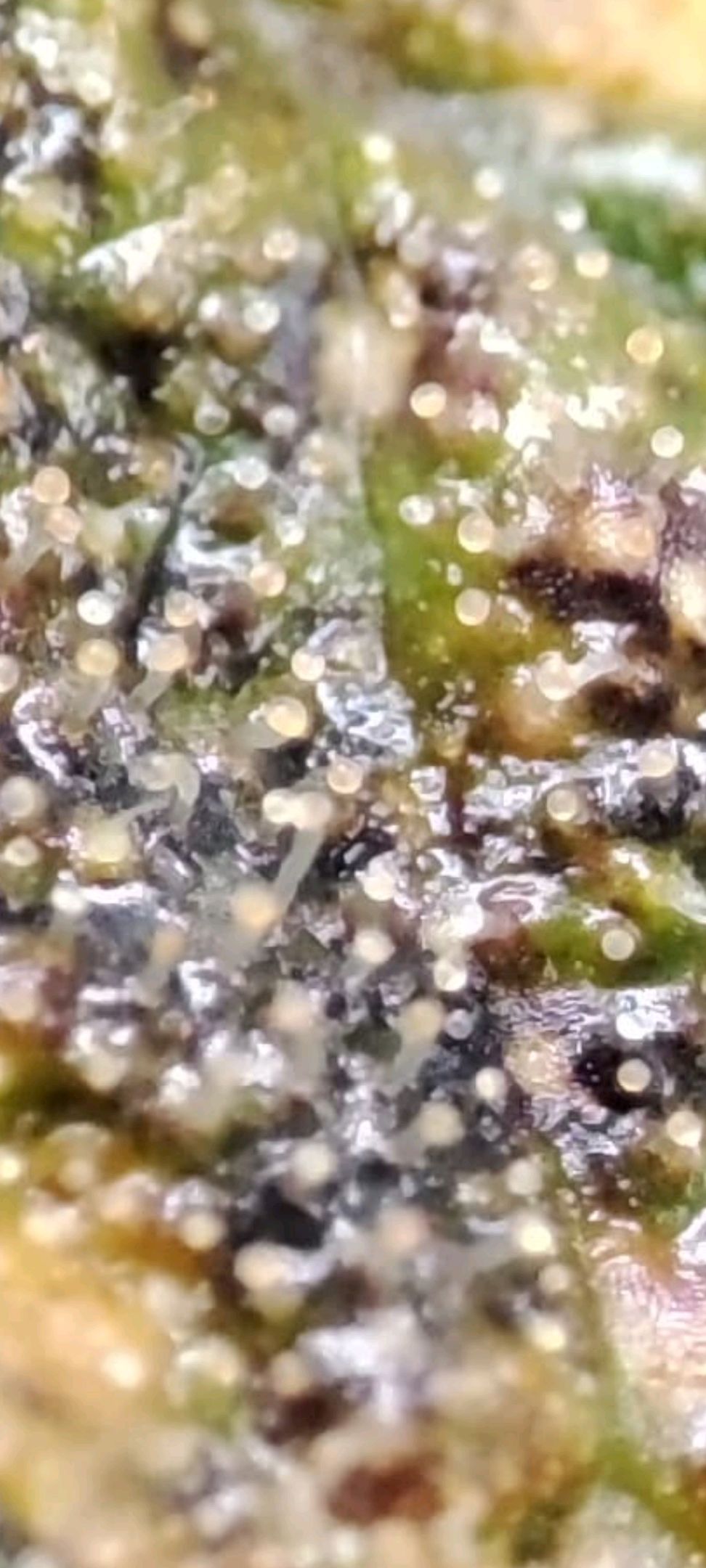 Sticky Orange XXL Automatic growlog photo 120