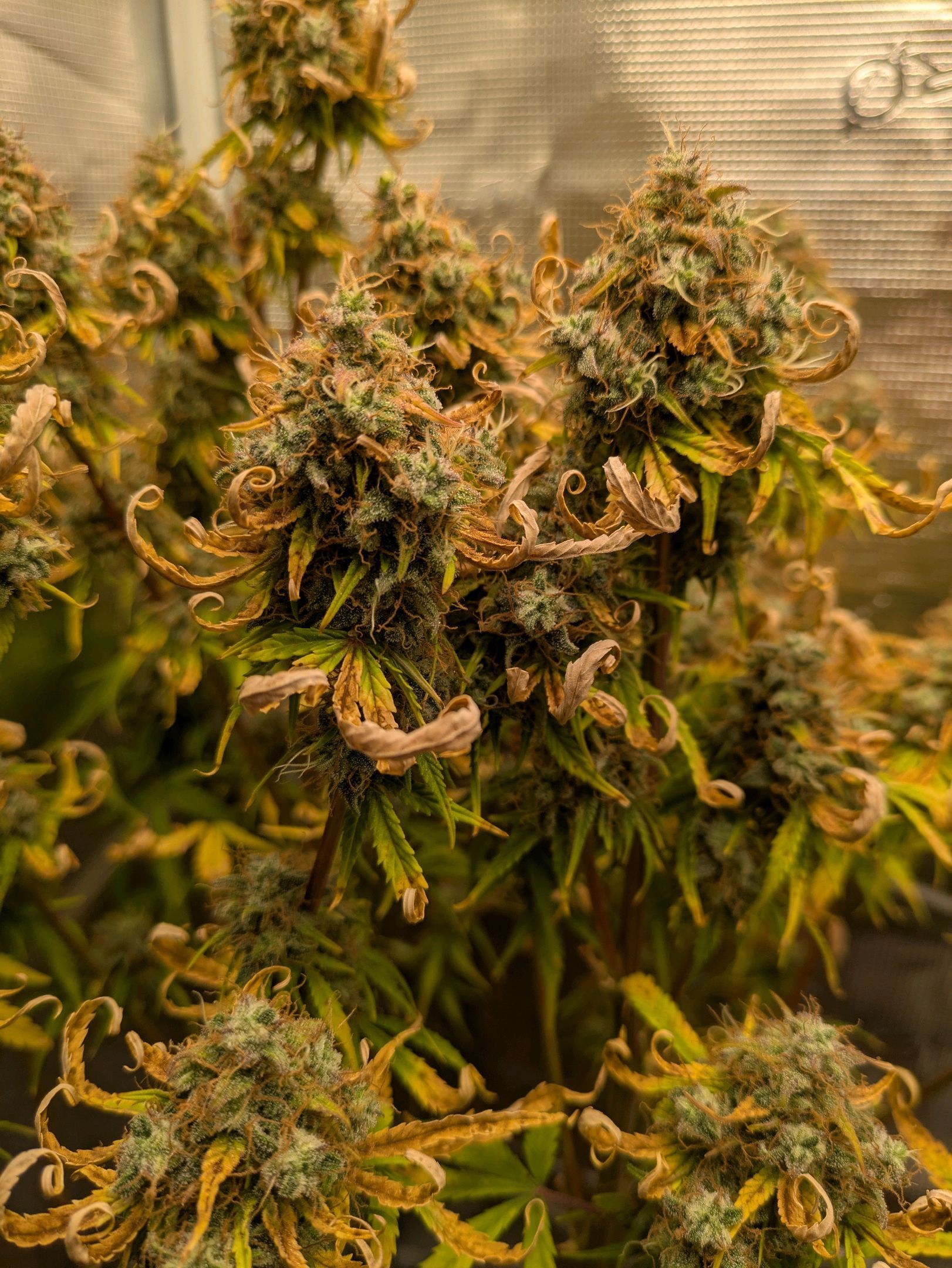 Sticky Orange XXL Automatic growlog photo 112