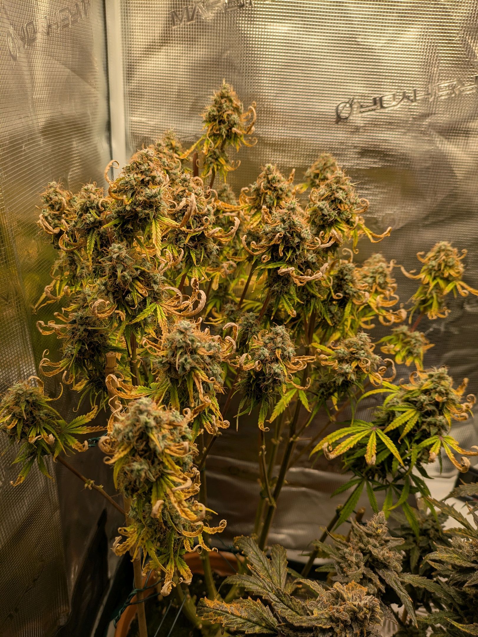 Sticky Orange XXL Automatic growlog photo 114