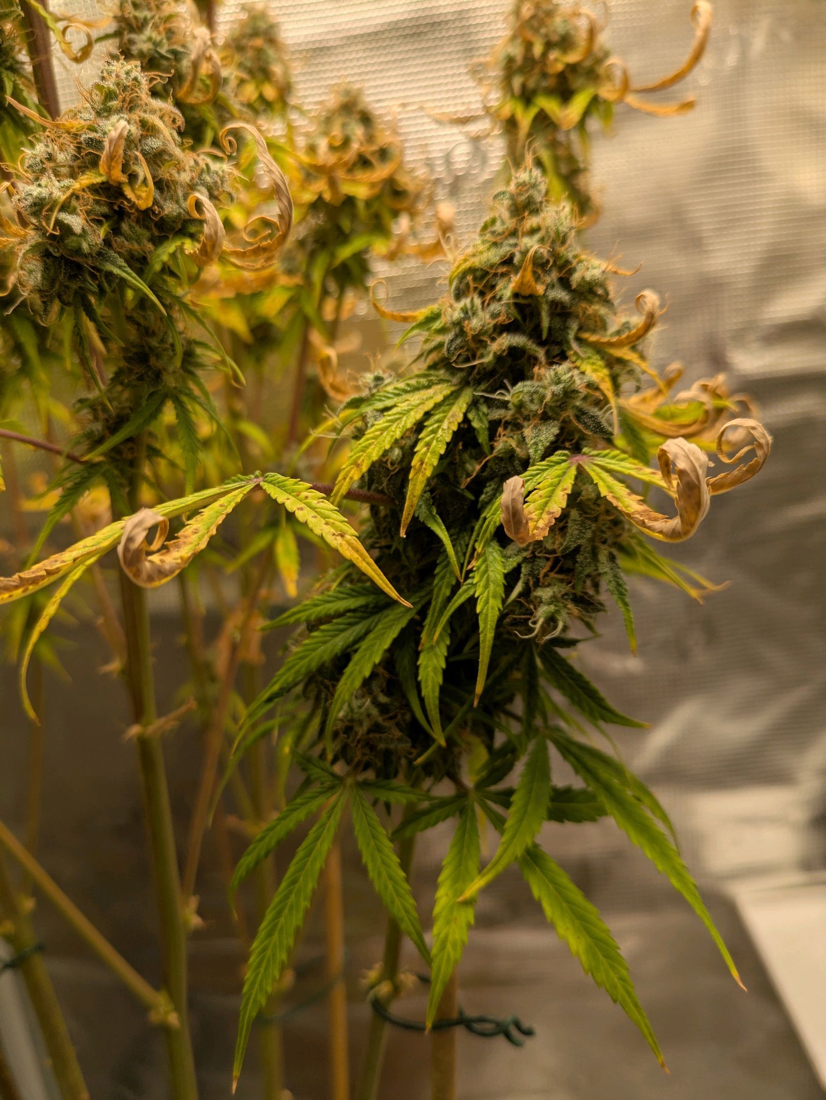 Sticky Orange XXL Automatic growlog photo 115