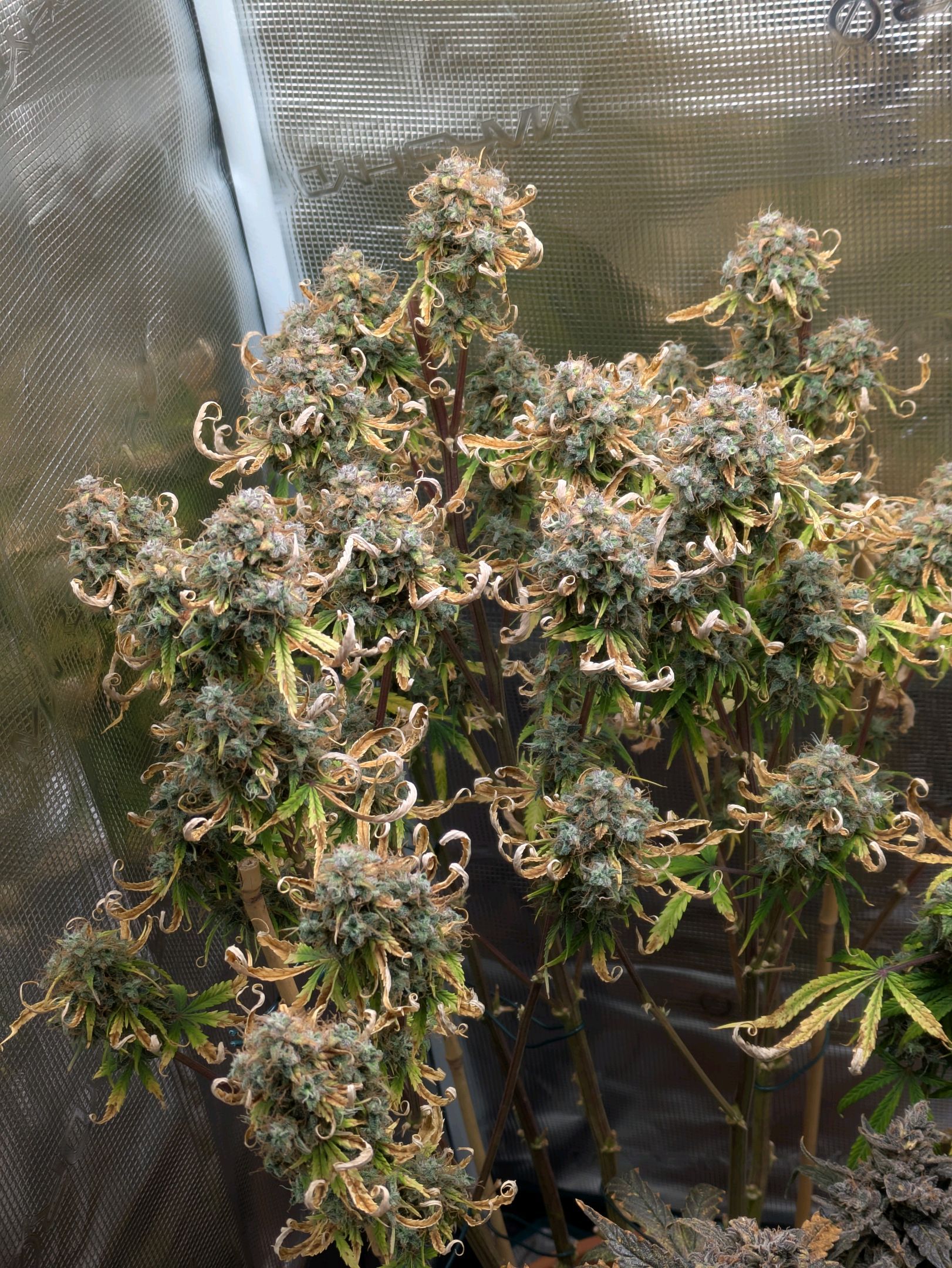 Sticky Orange XXL Automatic growlog photo 121