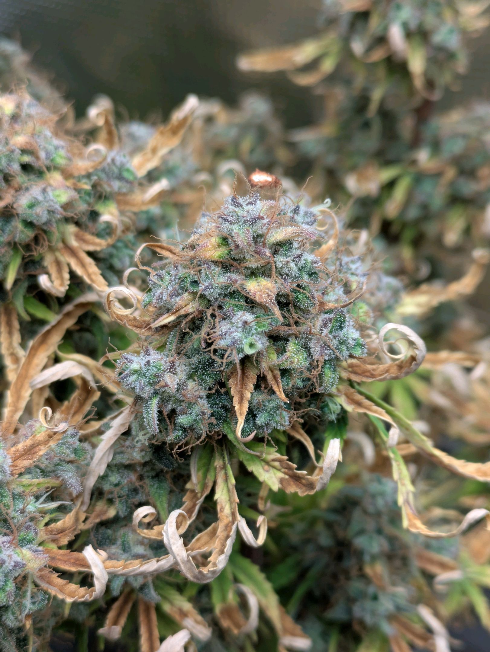 Sticky Orange XXL Automatic growlog photo 122