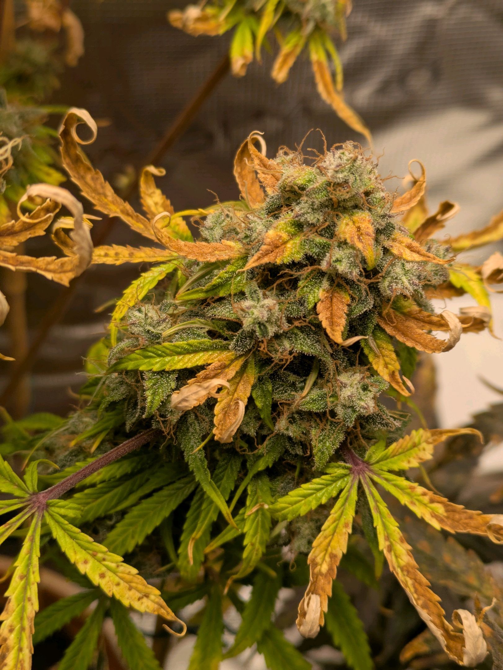 Sticky Orange XXL Automatic growlog photo 123