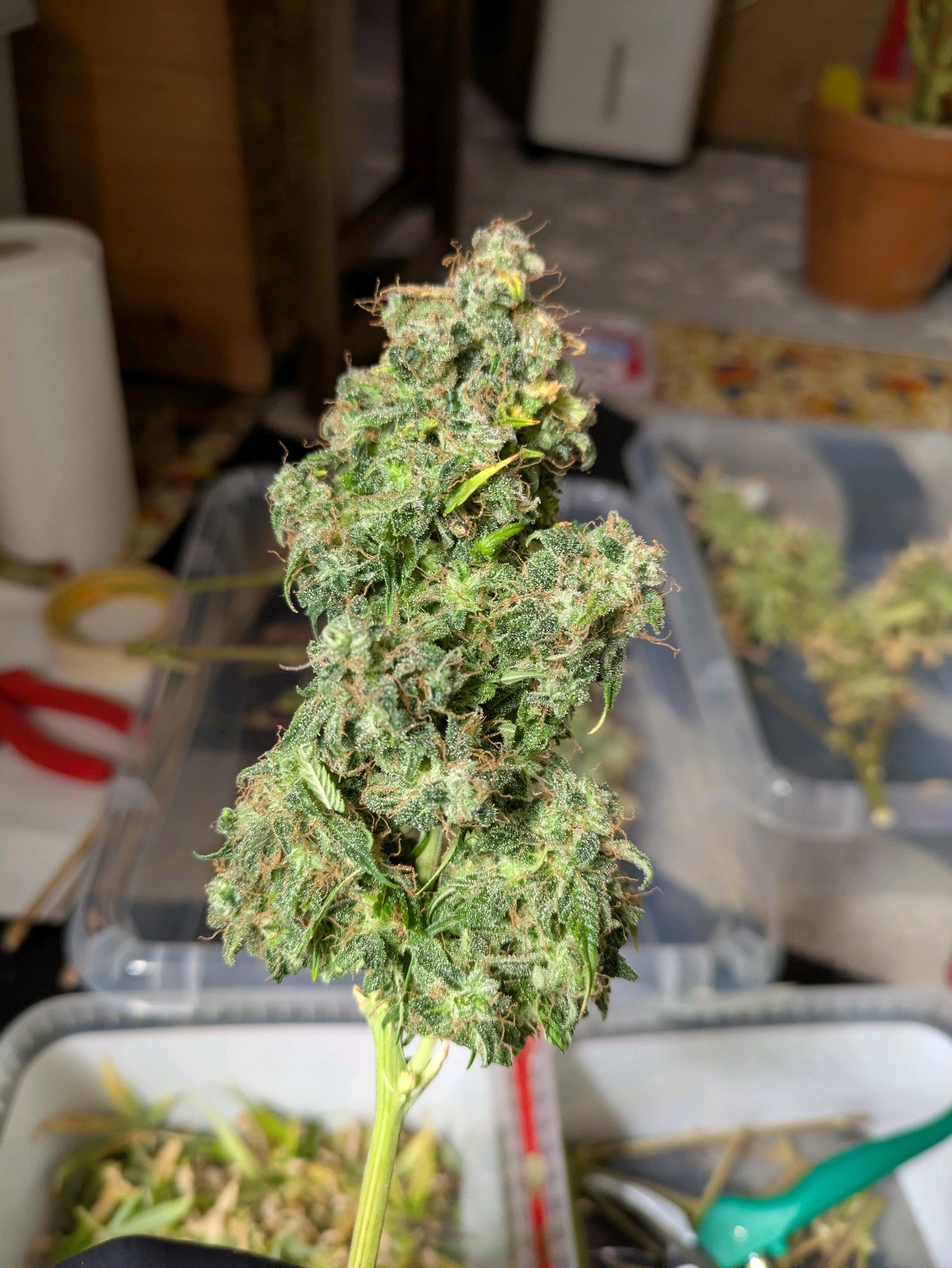 Sticky Orange XXL Automatic growlog photo 125