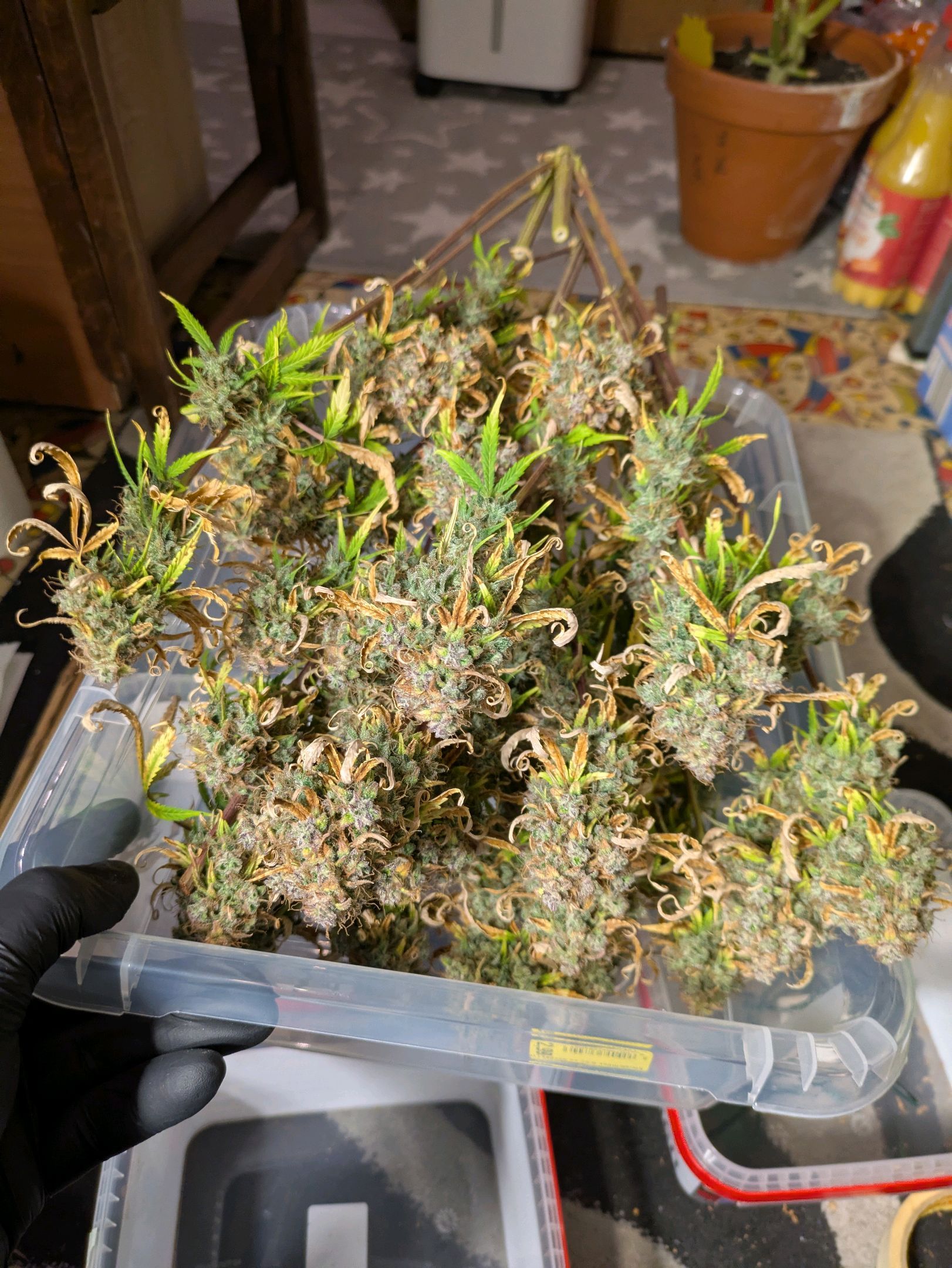 Sticky Orange XXL Automatic growlog photo 126