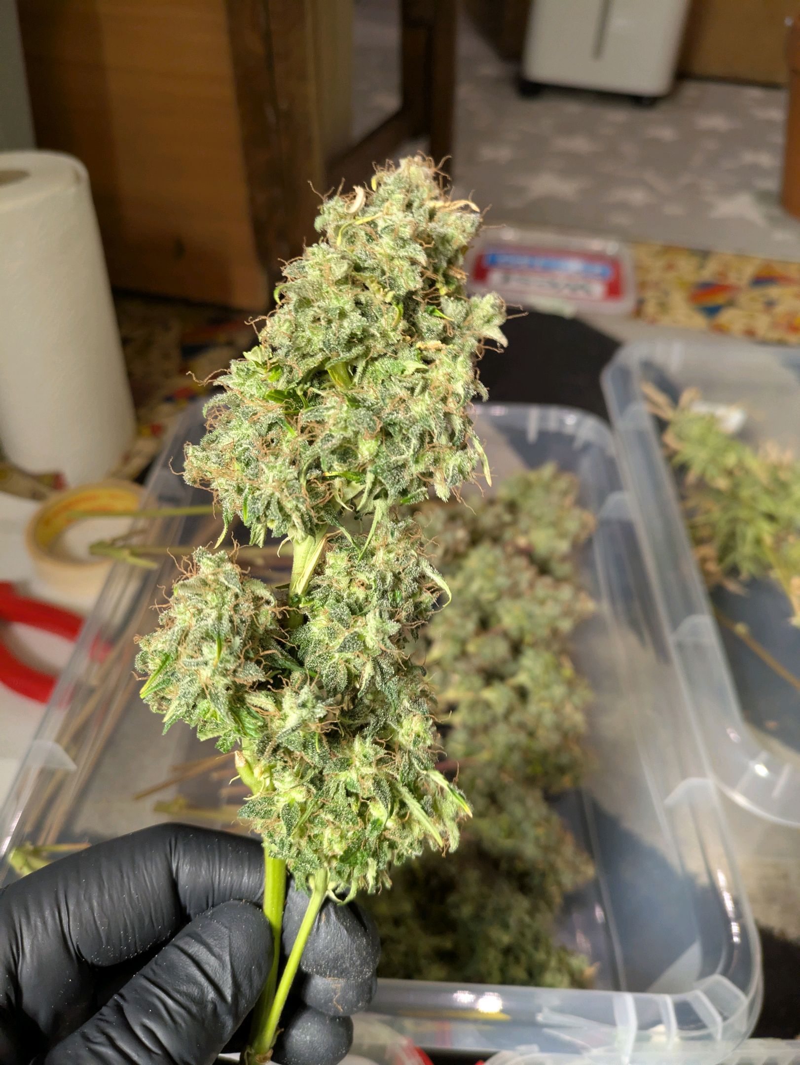 Sticky Orange XXL Automatic growlog photo 127