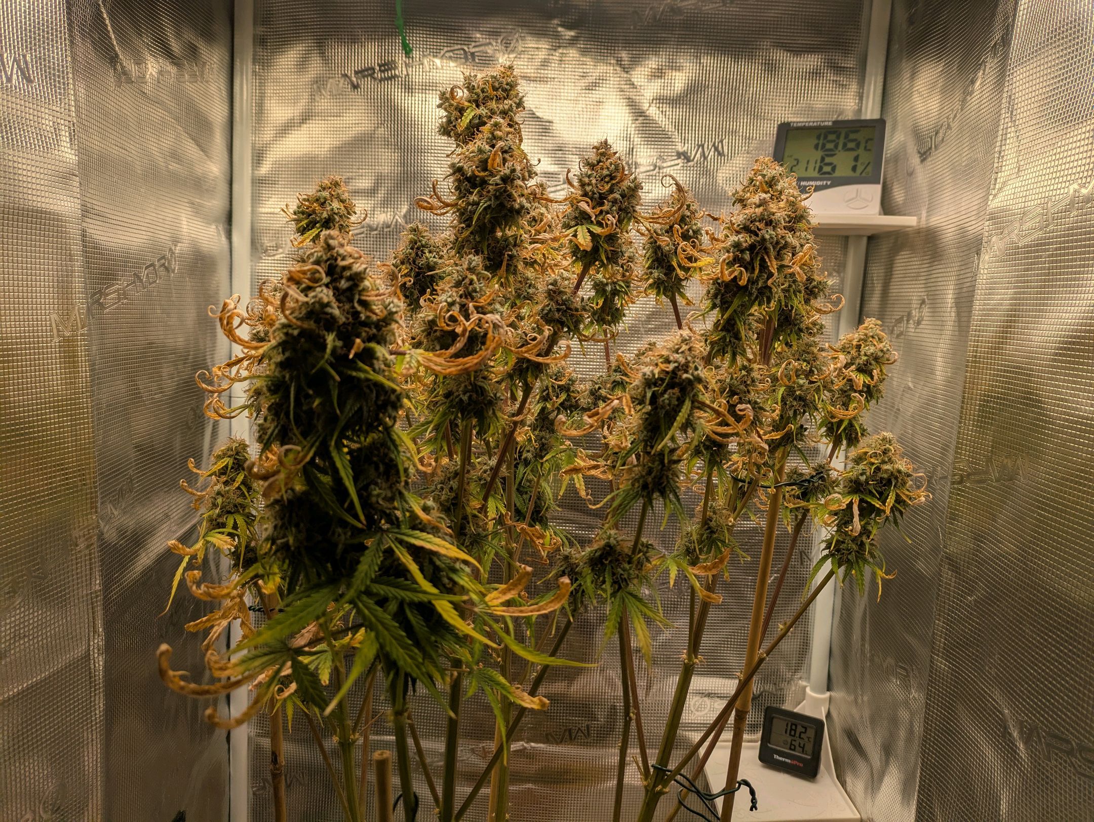 Sticky Orange XXL Automatic growlog photo 128