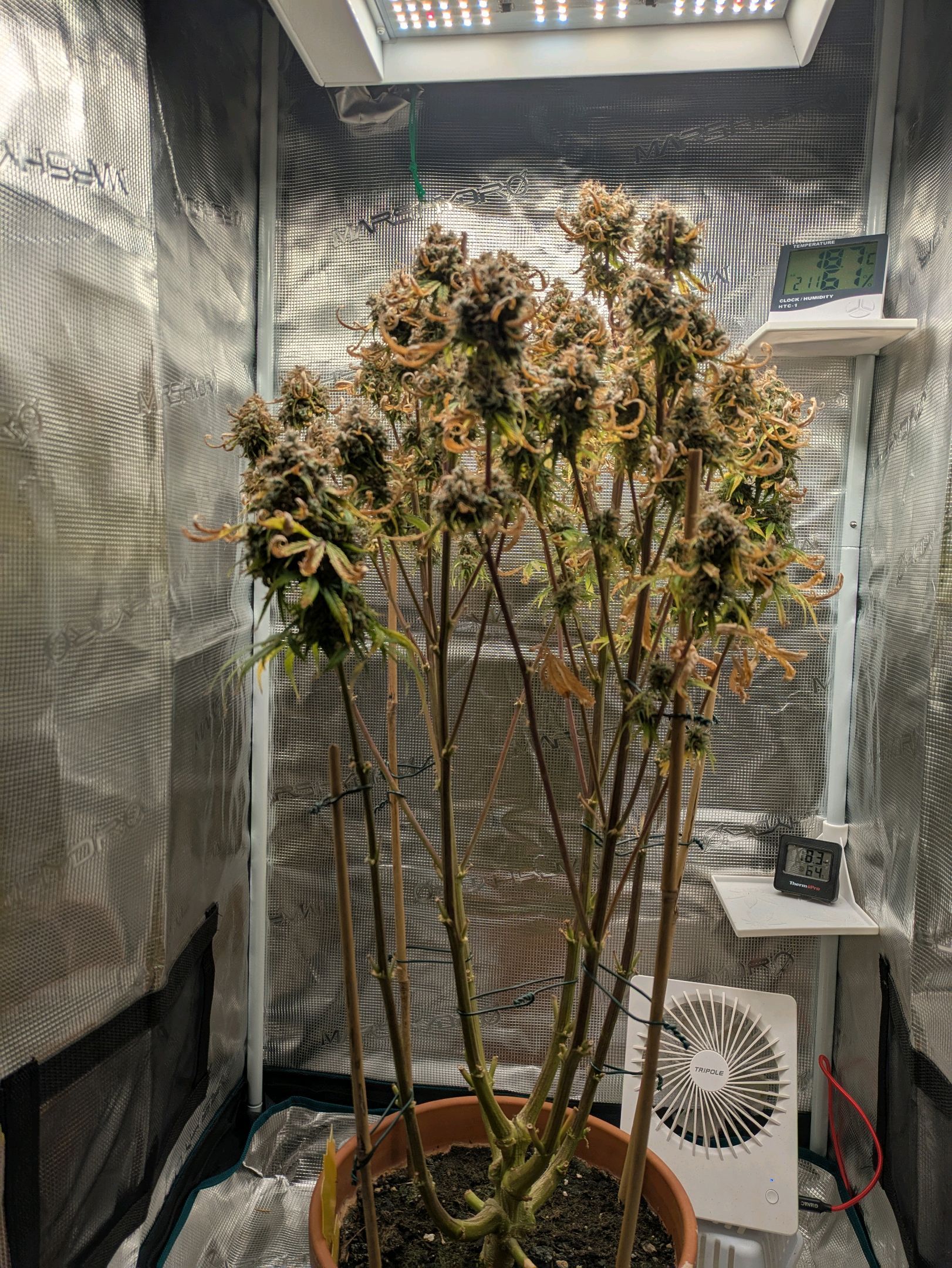 Sticky Orange XXL Automatic growlog photo 129