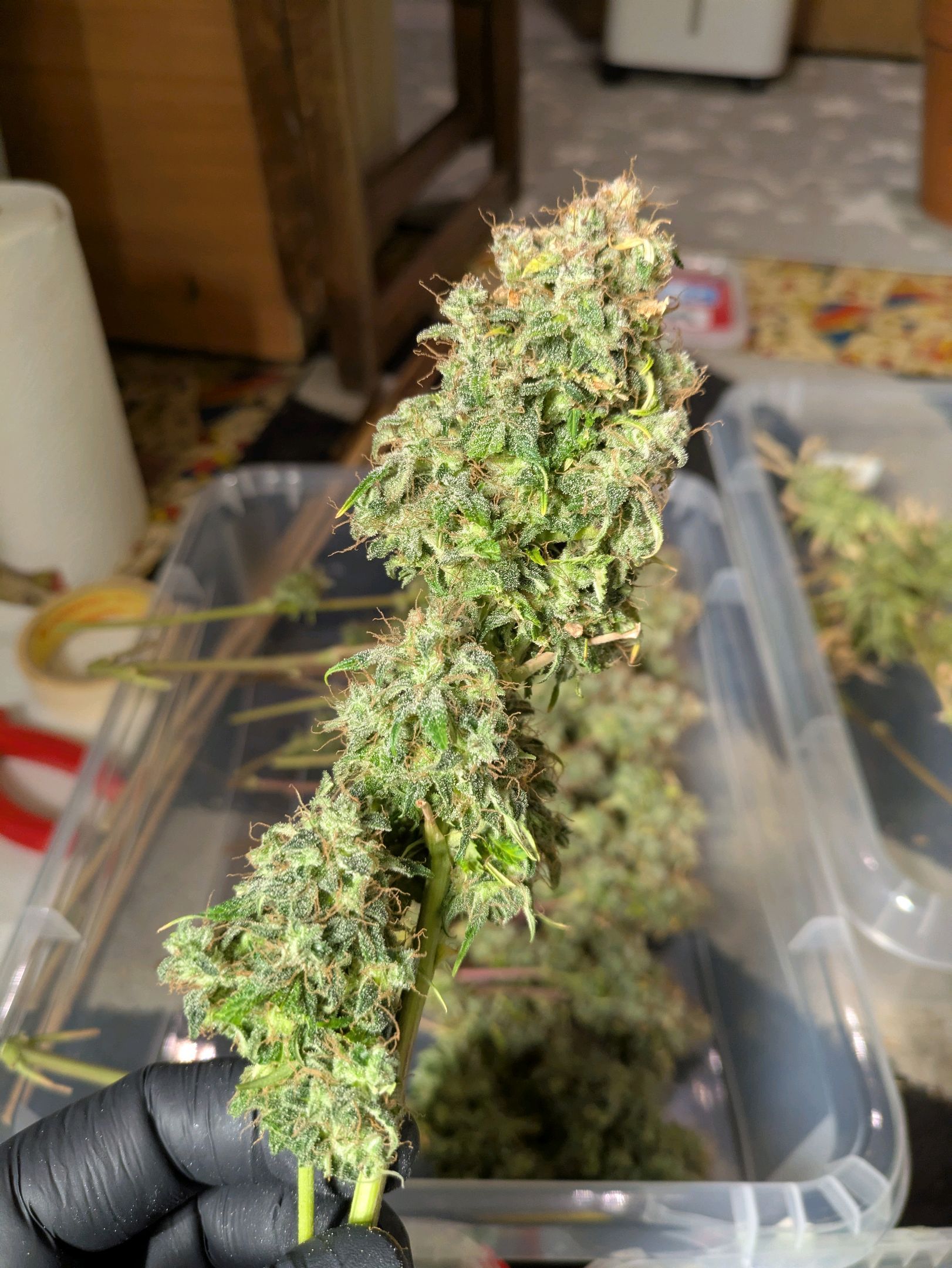 Sticky Orange XXL Automatic growlog photo 130