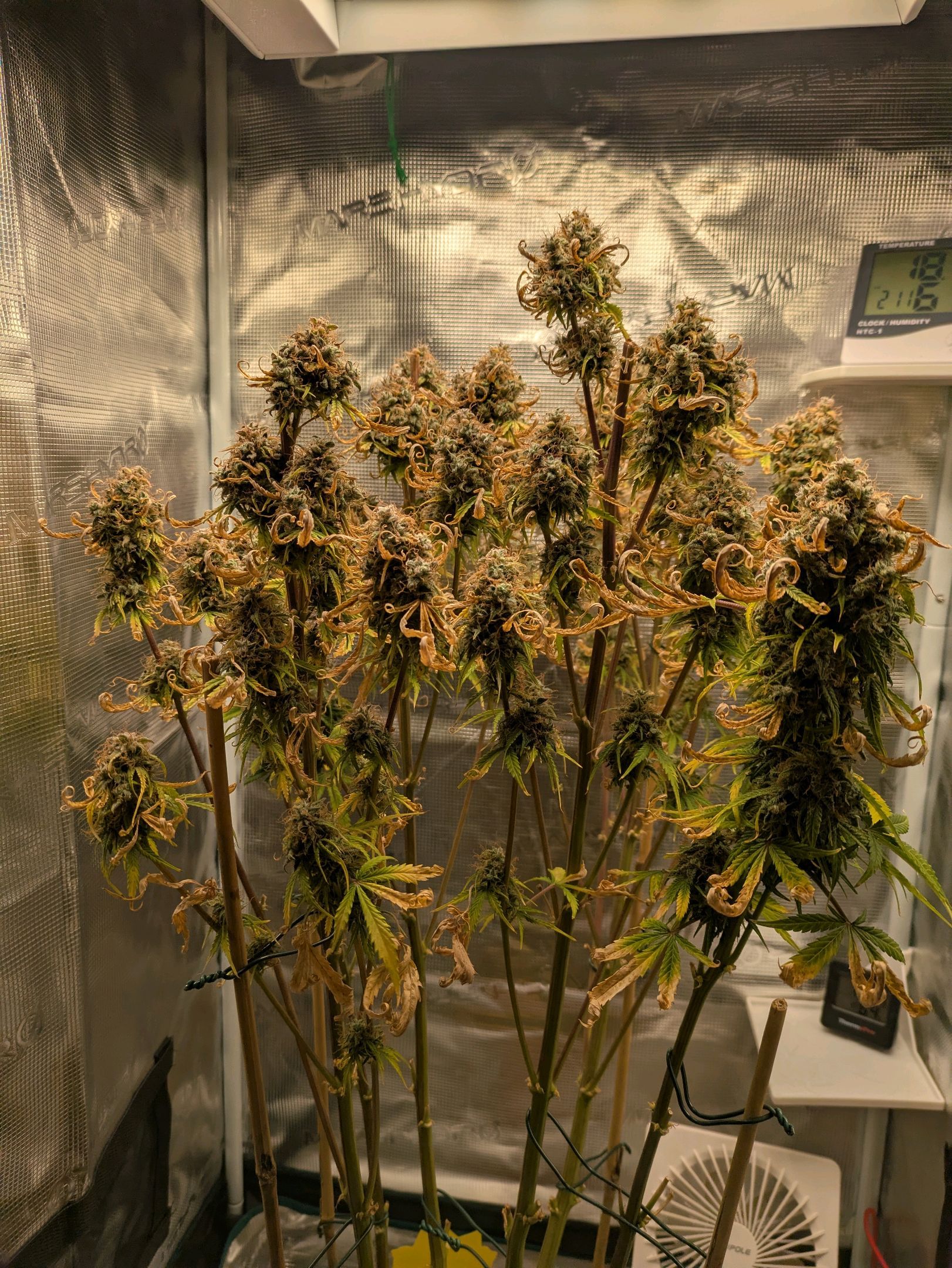Sticky Orange XXL Automatic growlog photo 131