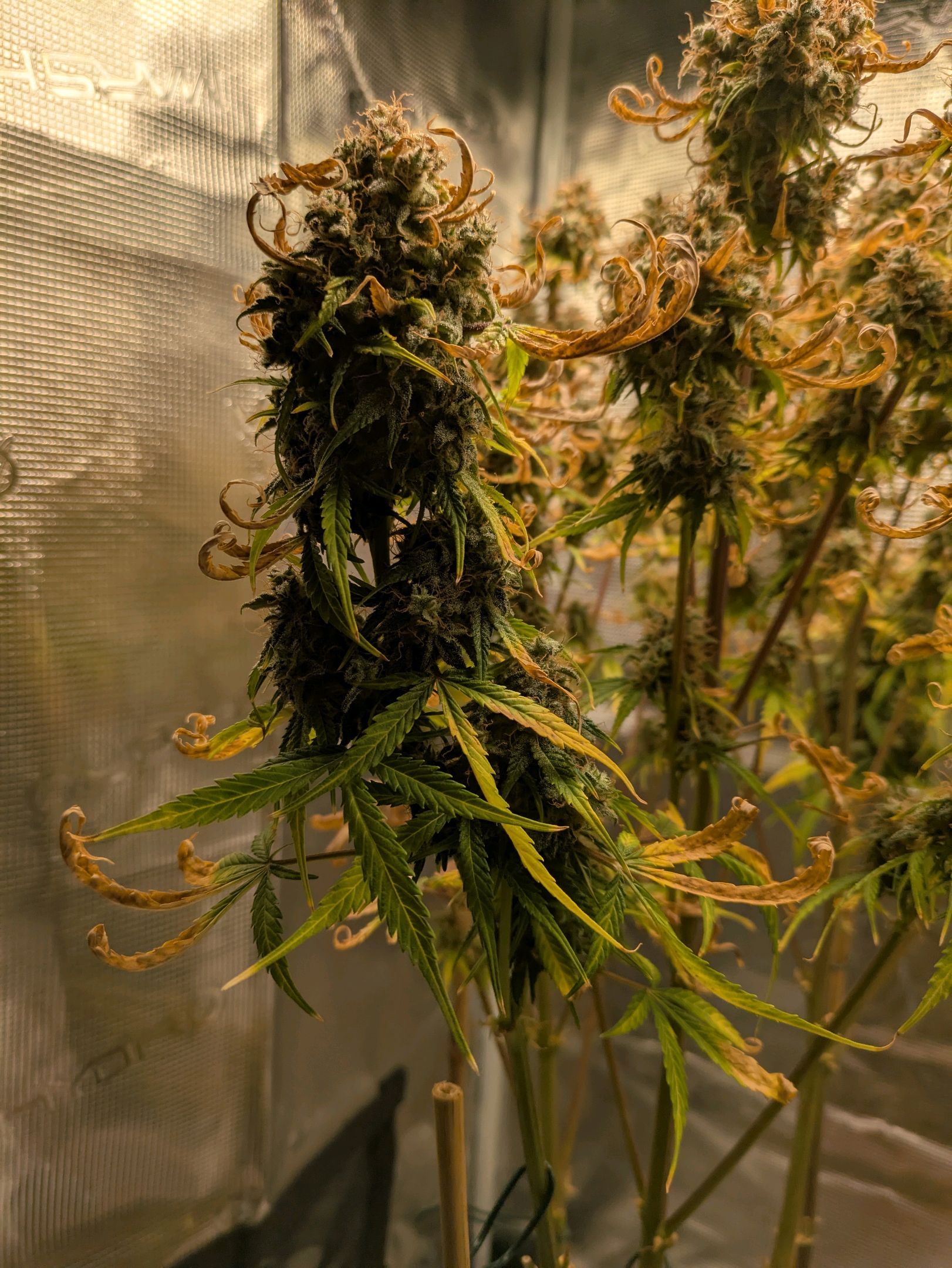 Sticky Orange XXL Automatic growlog photo 132