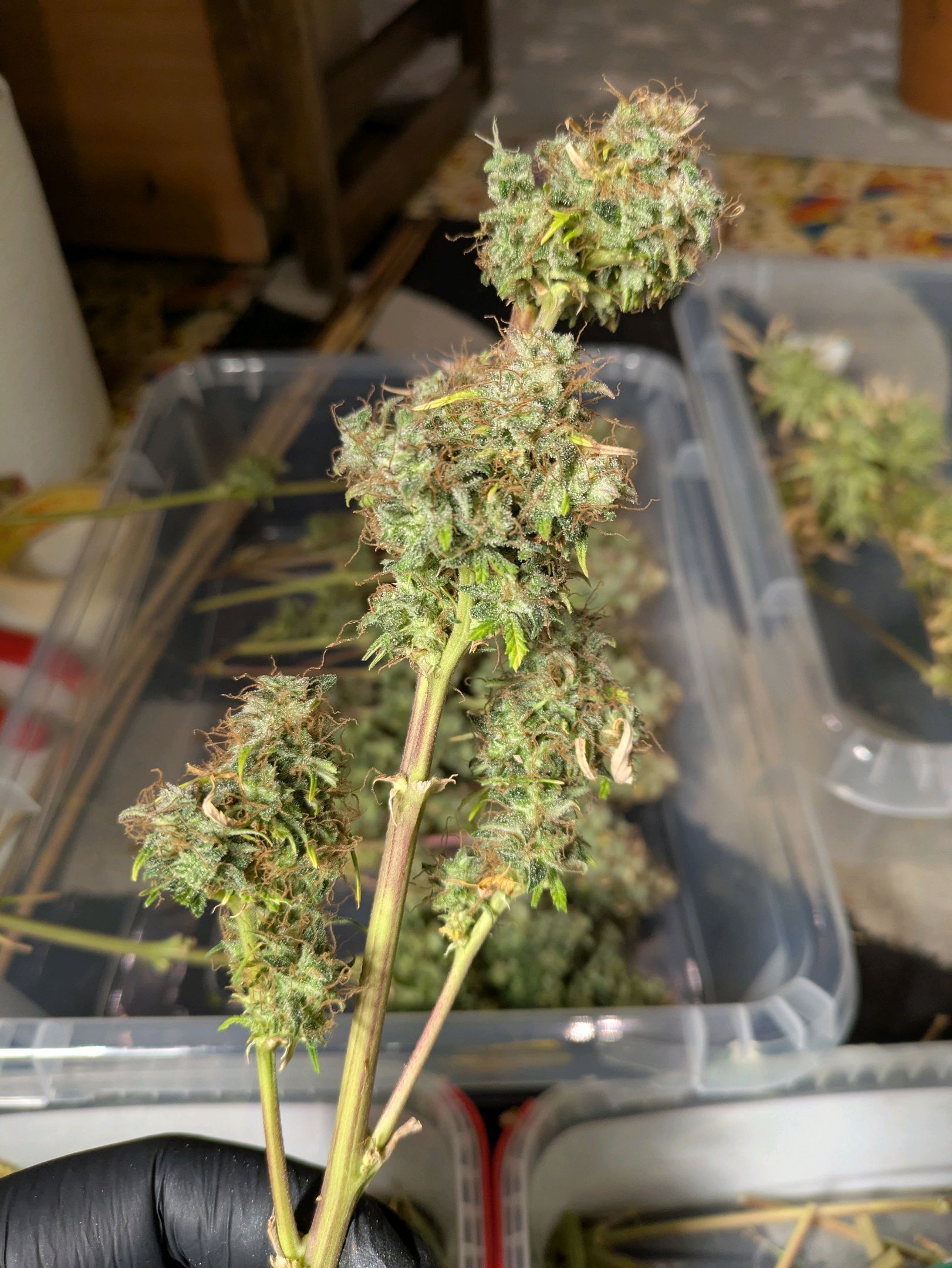 Sticky Orange XXL Automatic growlog photo 133