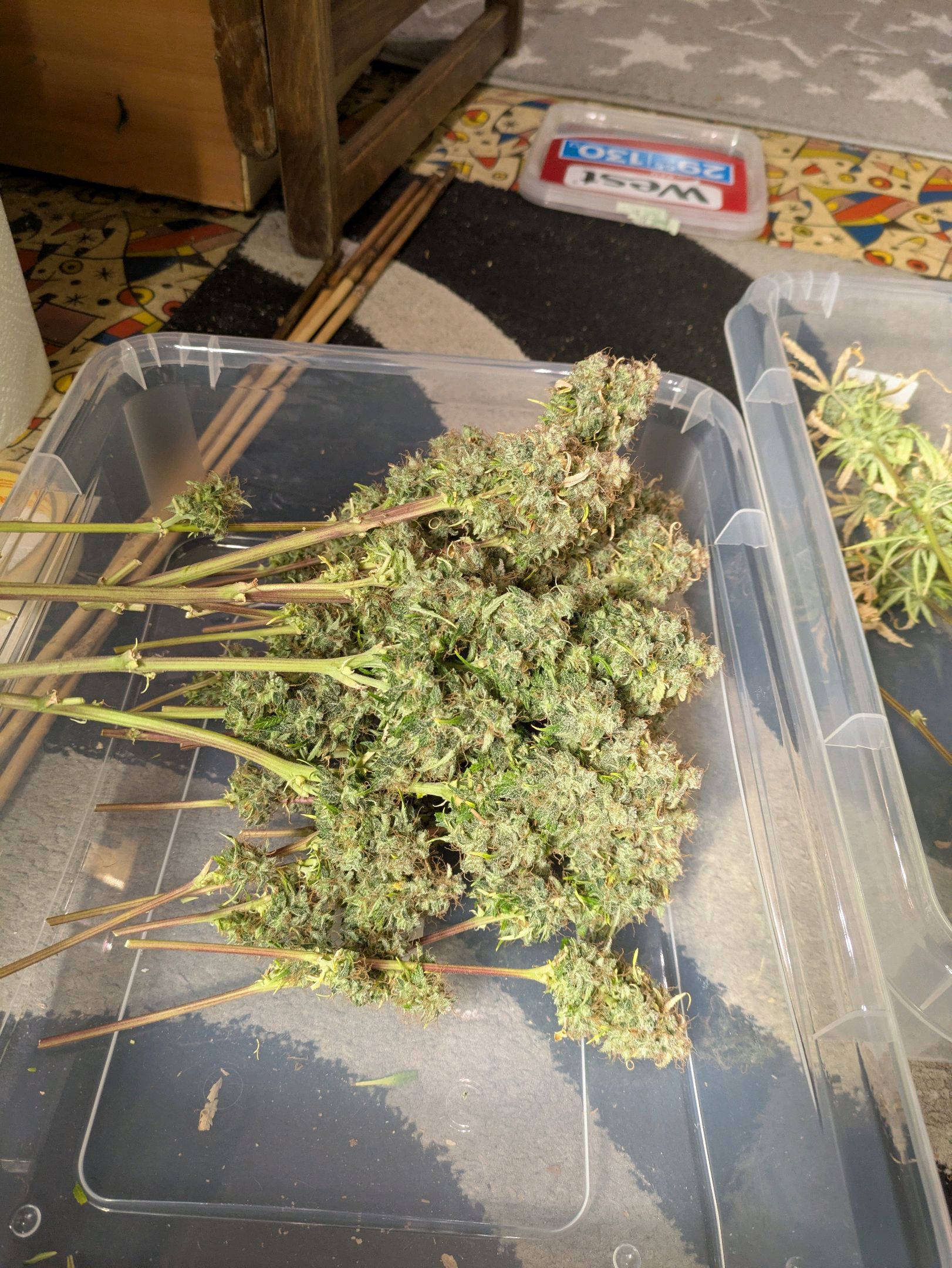 Sticky Orange XXL Automatic growlog photo 134