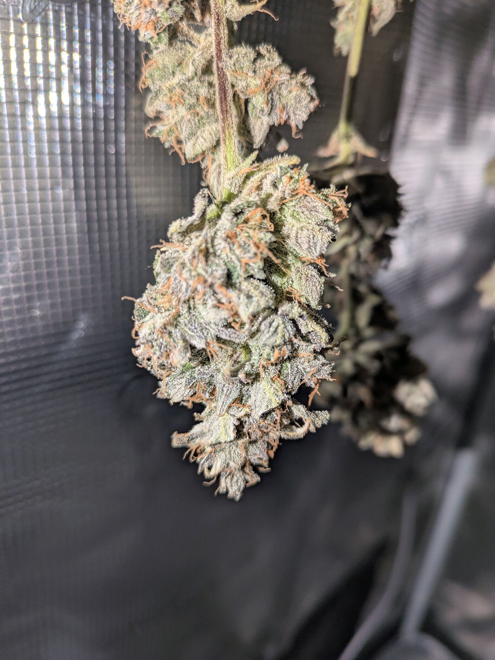 Sticky Orange XXL Automatic growlog photo 135