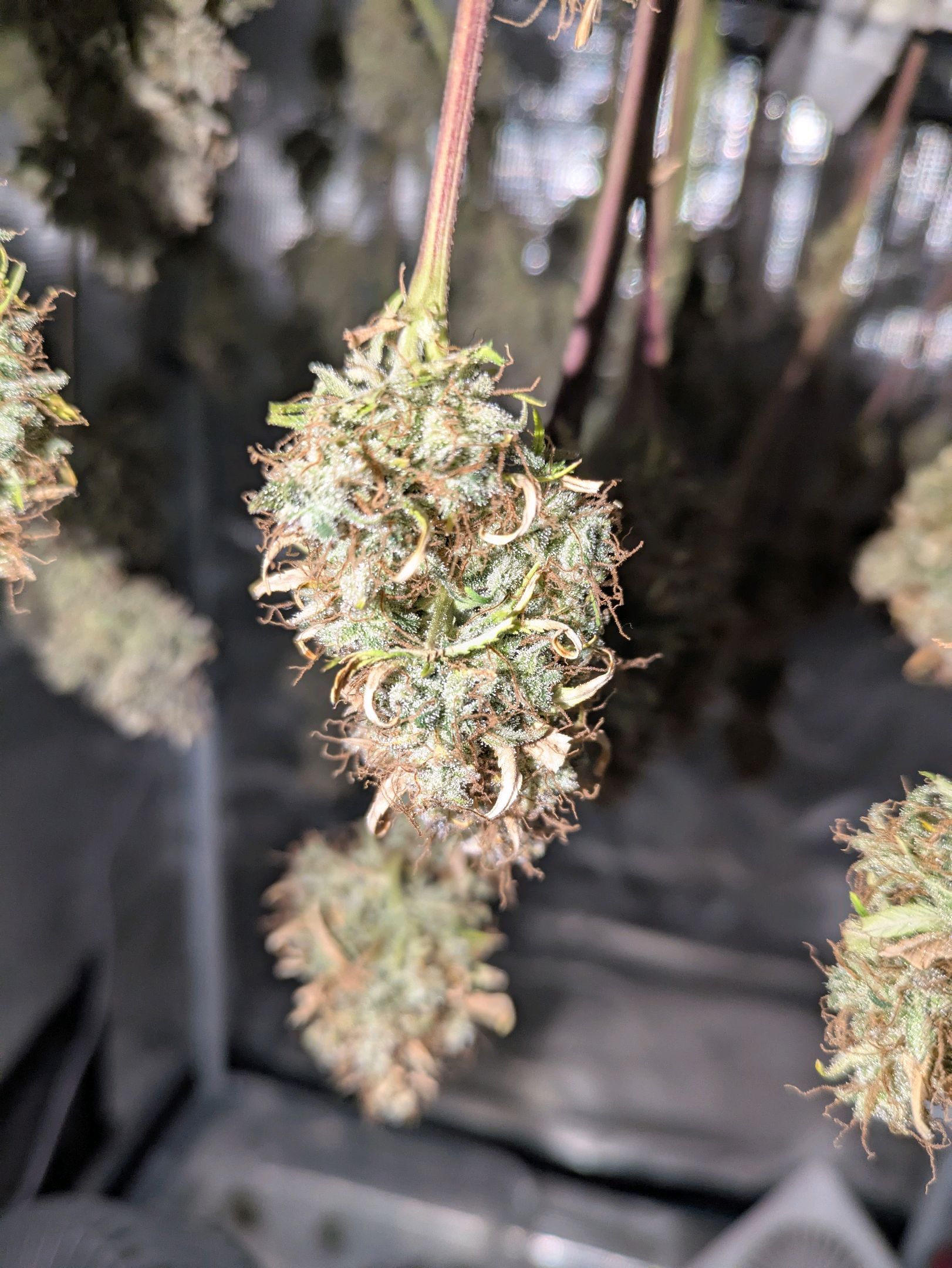 Sticky Orange XXL Automatic growlog photo 136