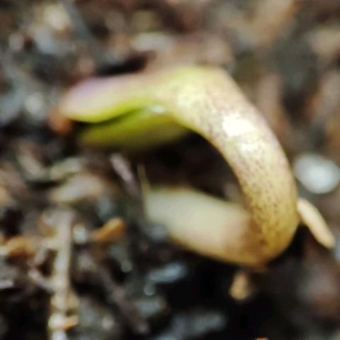 Sticky Orange XXL Automatic growlog photo