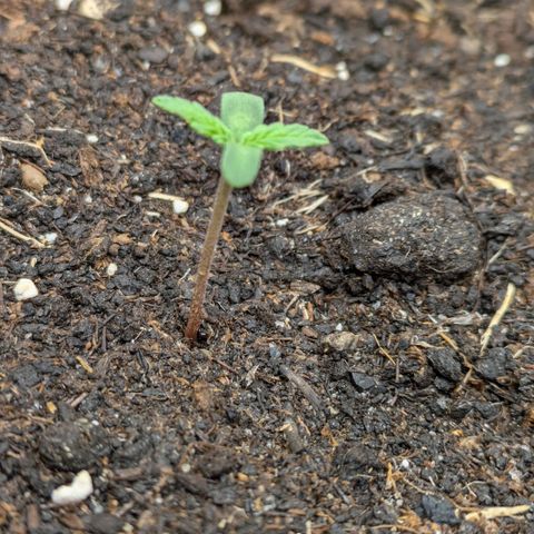 Sticky Orange XXL Automatic growlog photo: 2 Wachsen und gedeihen,