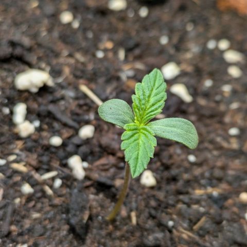 Sticky Orange XXL Automatic growlog photo