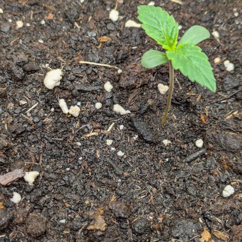Sticky Orange XXL Automatic growlog timeline photo