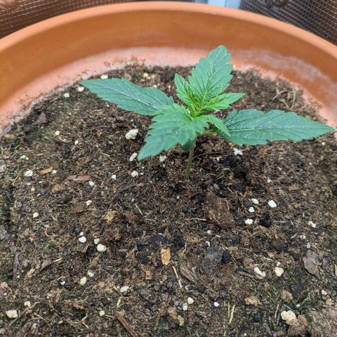 Sticky Orange XXL Automatic growlog in Mars Hydro 60*60*140 Box
