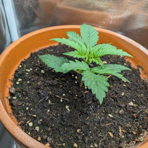 Sticky Orange XXL Automatic growlog timeline photo