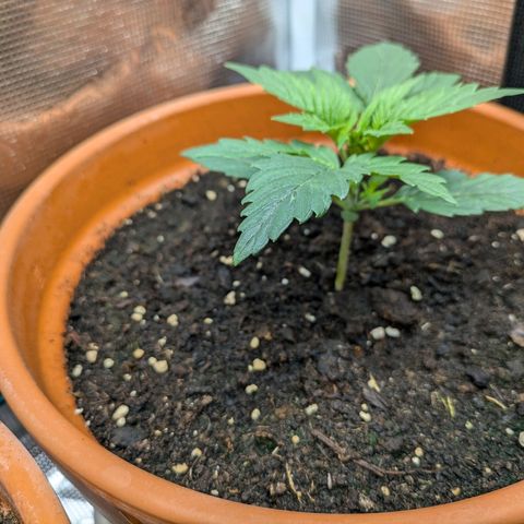 Sticky Orange XXL Automatic growlog timeline photo